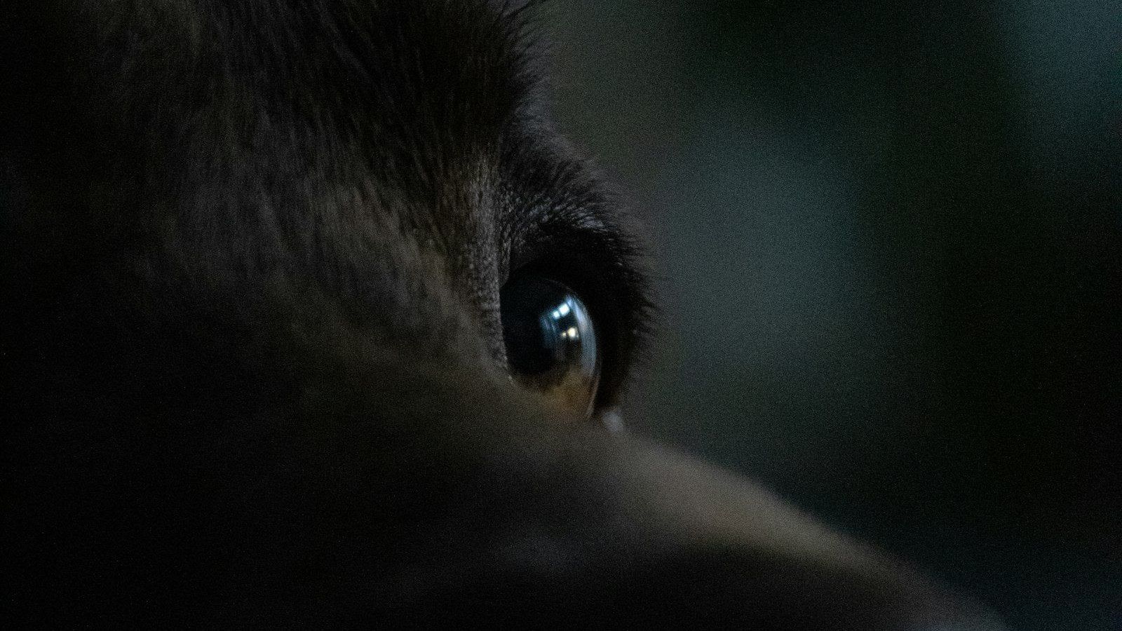 1600x900 Over The Counter Eye Drops For Dogs: What's Safe
