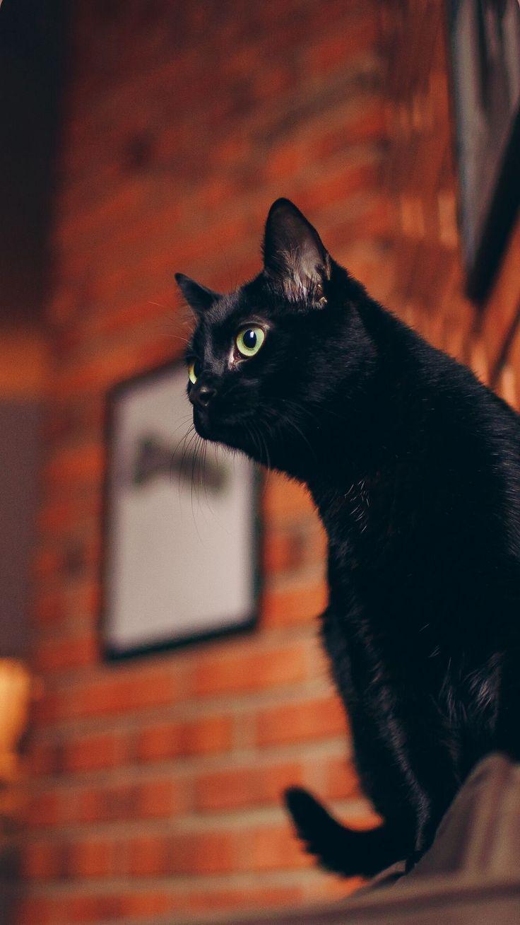 736x1308 iPhone Pretty Black Cats Wallpaper. Cat wallpaper, Cute black cats, Black cat aesthetic
