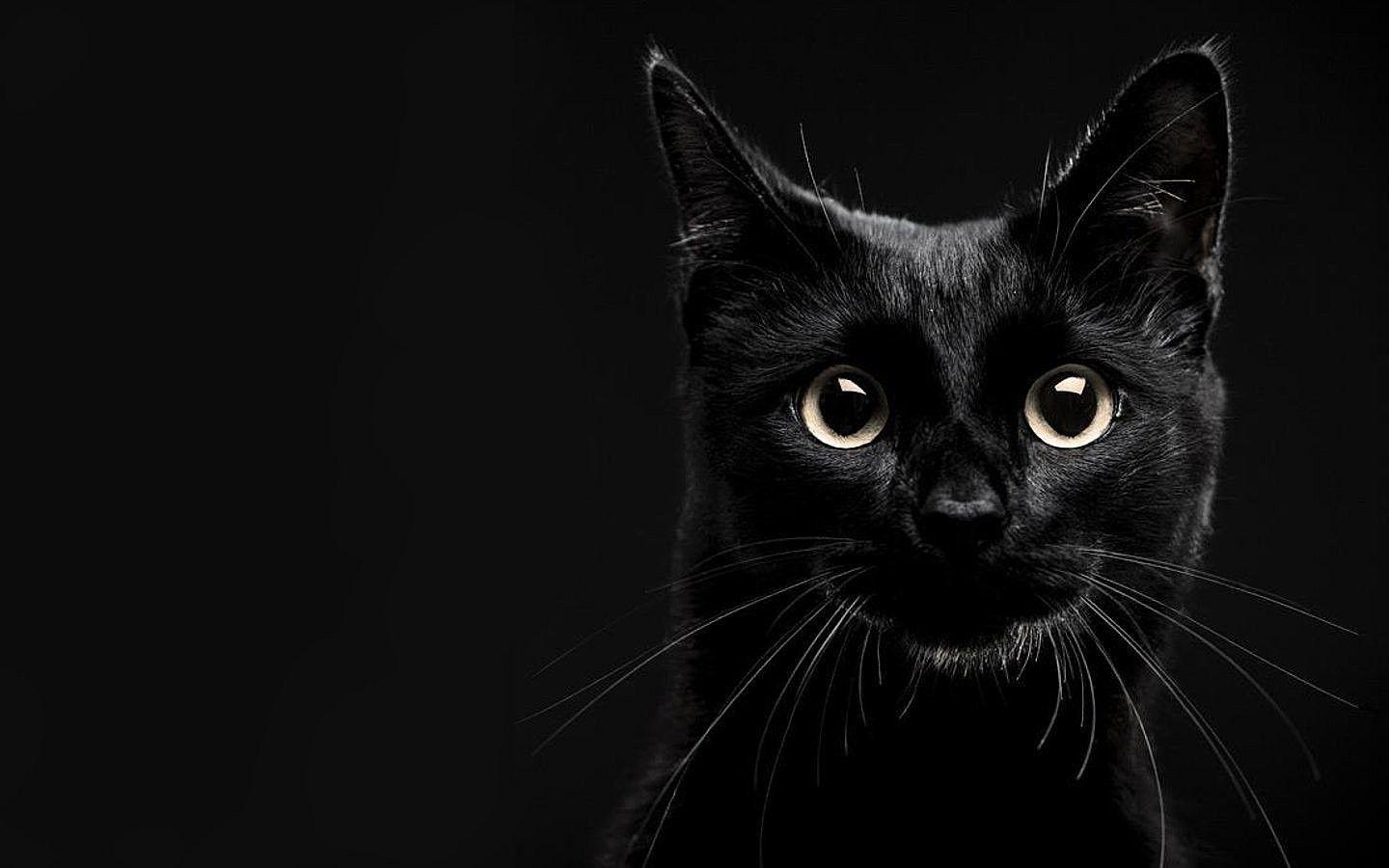 1440x900 Black Cat HD Wallpaper
