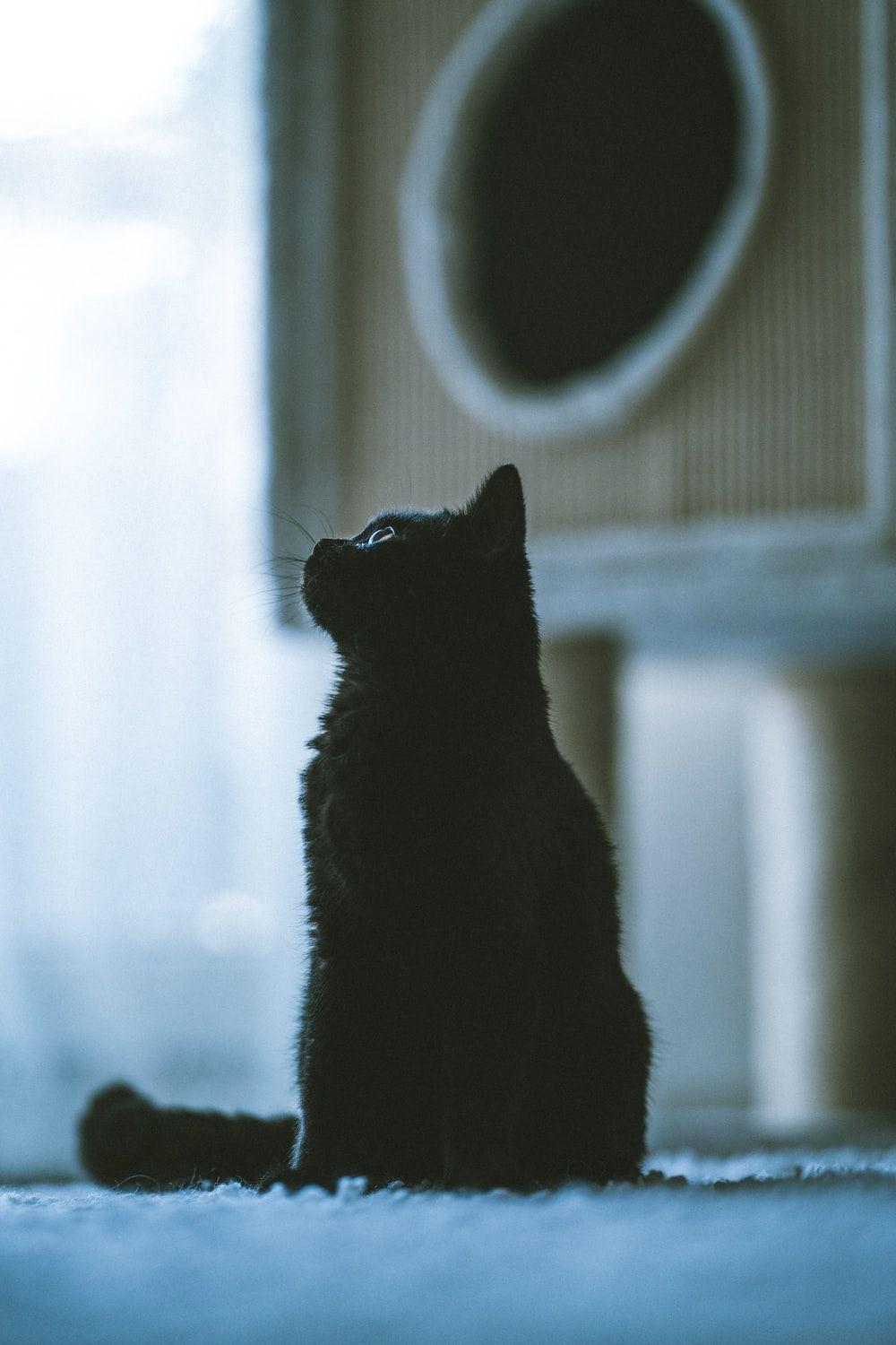 1000x1500 Black Cat Picture. Download Free Image