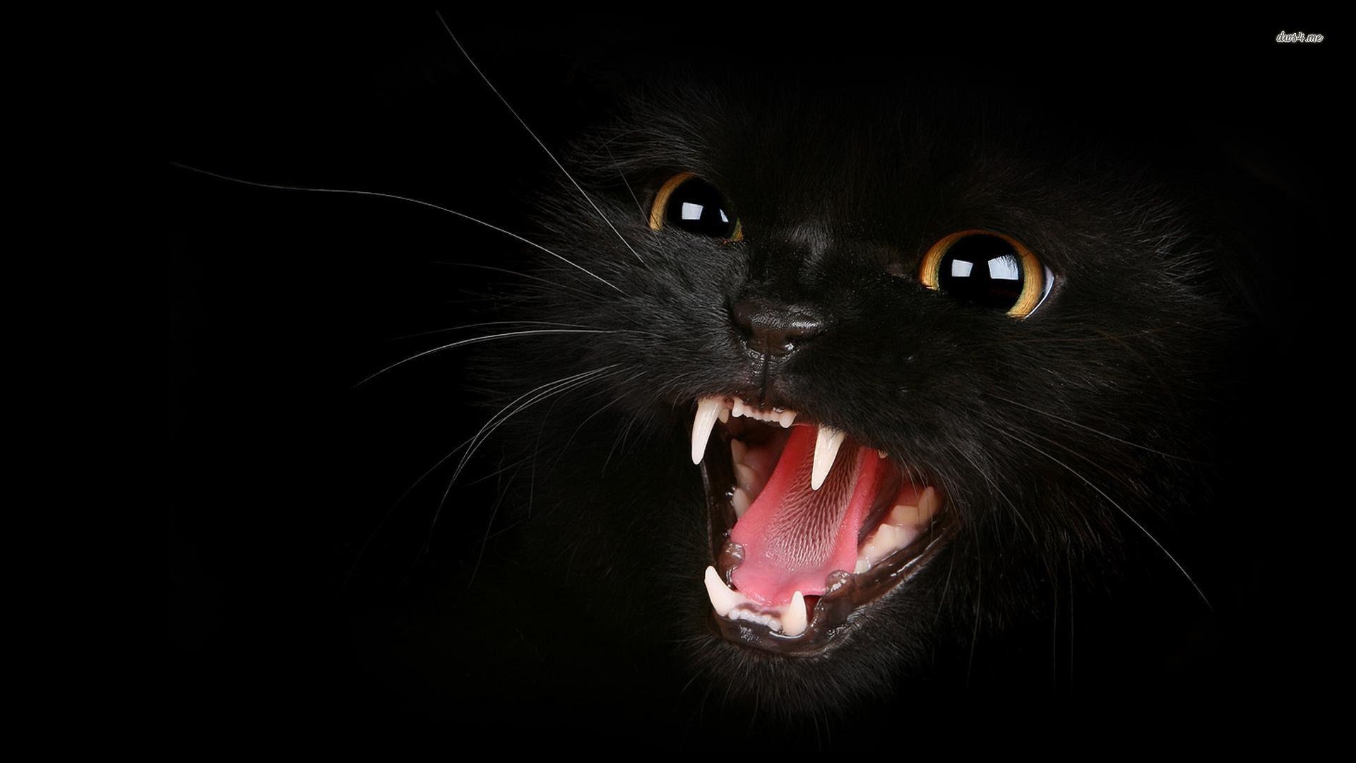 1920x1080 Black Cat Desktop Wallpaper