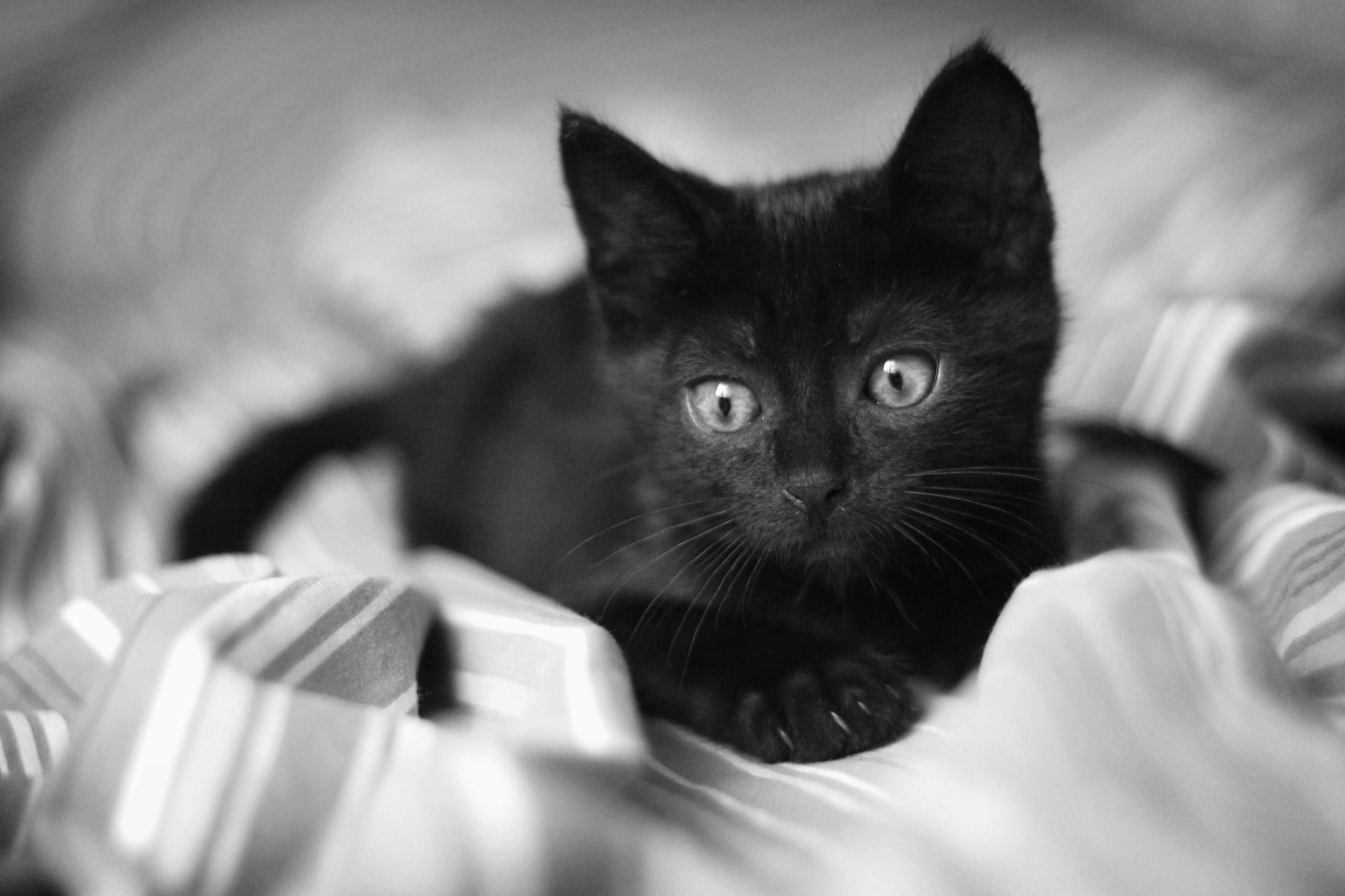 3888x2592 Beautiful little black cat lying on the bed Desktop wallpaper 2560x1600