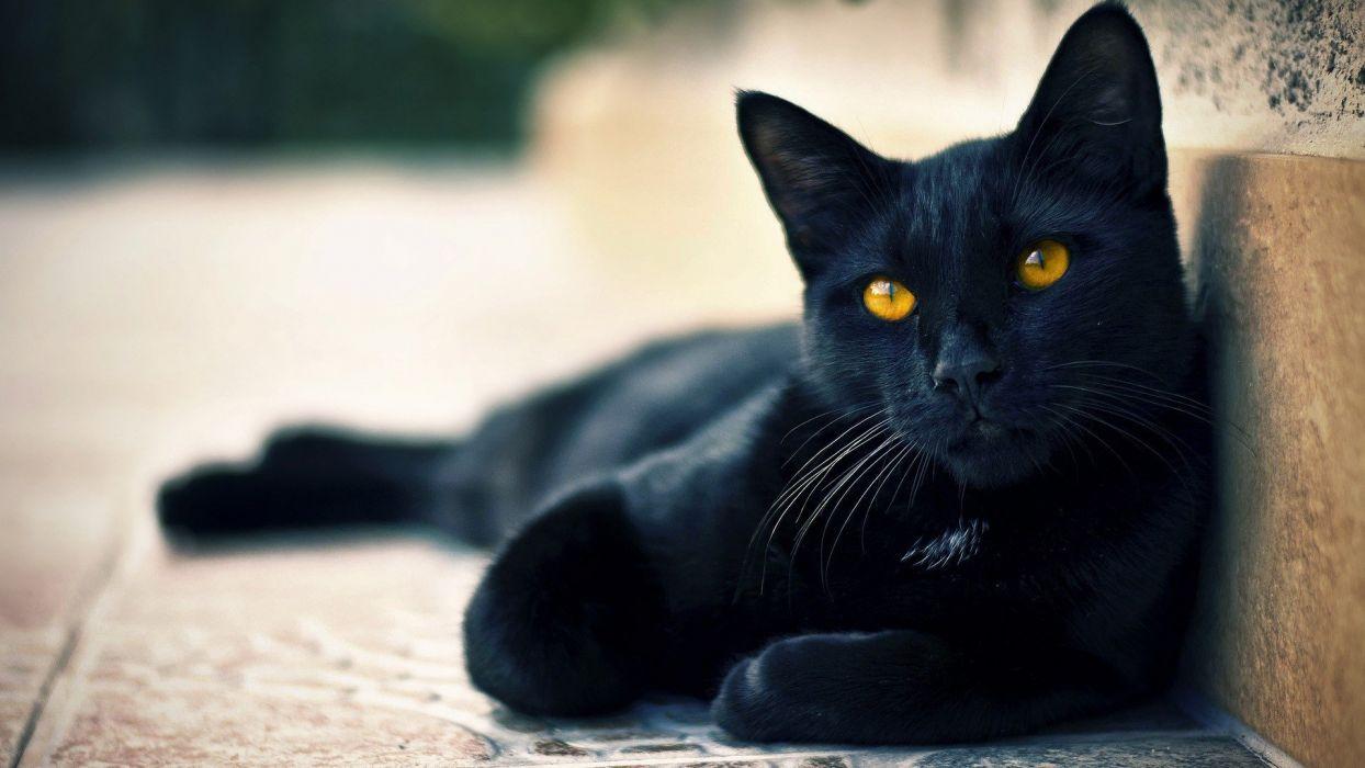 1244x700 Black cat lying beautiful face eyes waiting wallpaperx1080