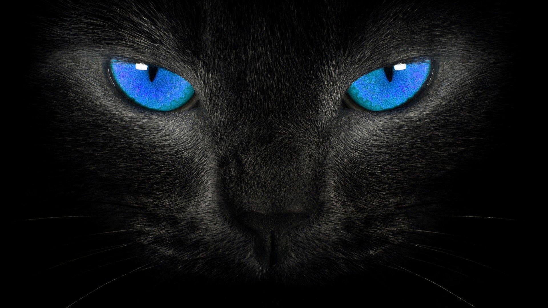 1920x1080 Black Cat Wallpaper for Computer .
