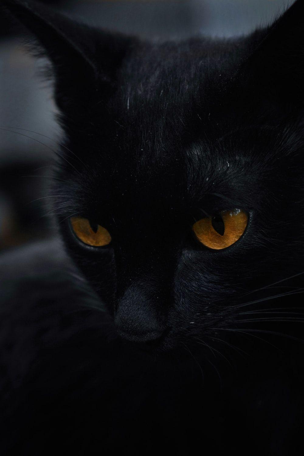 1000x1500 Black Cat Picture. Download Free Image