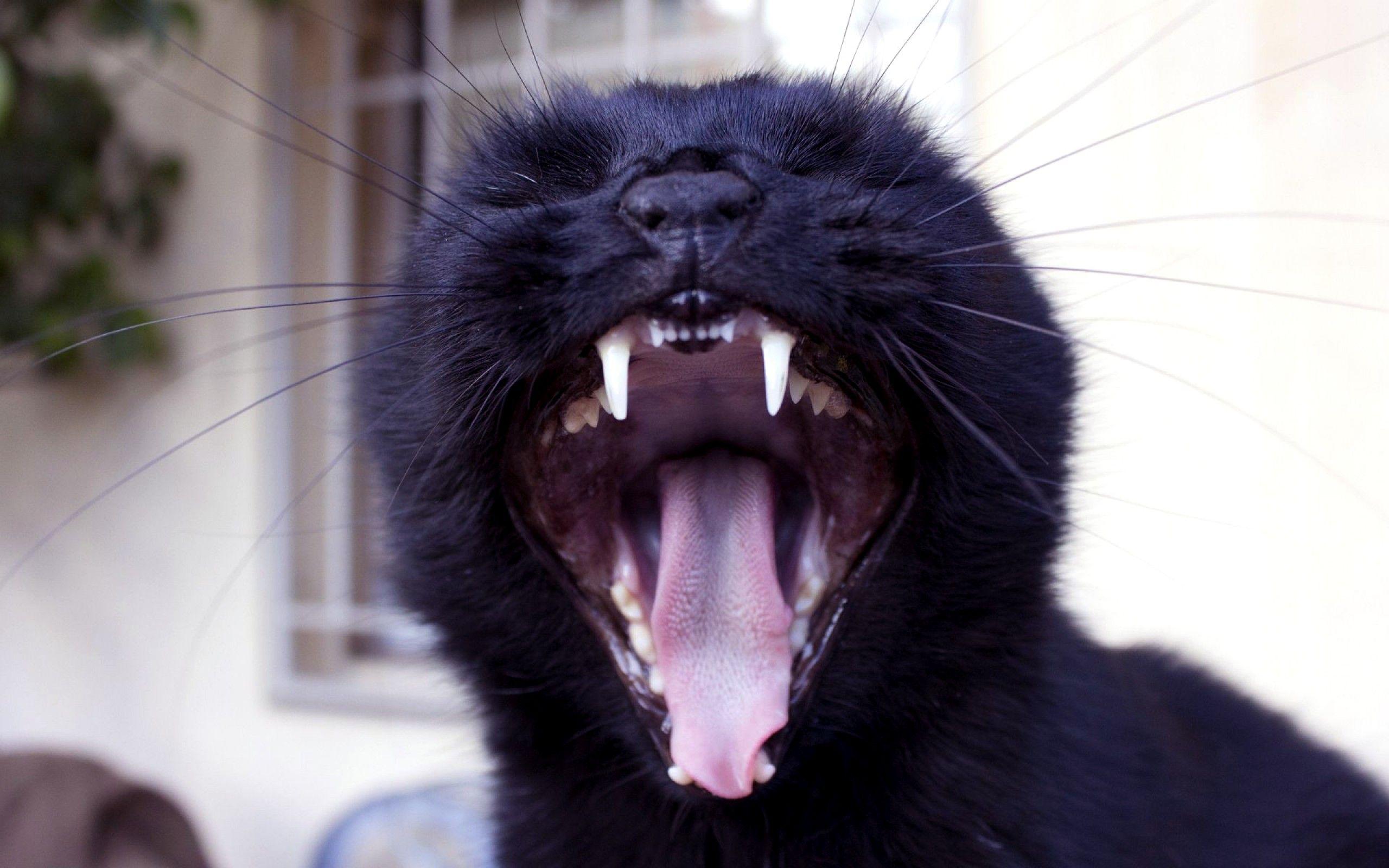 2560x1600 Black Cat wallpaper 14