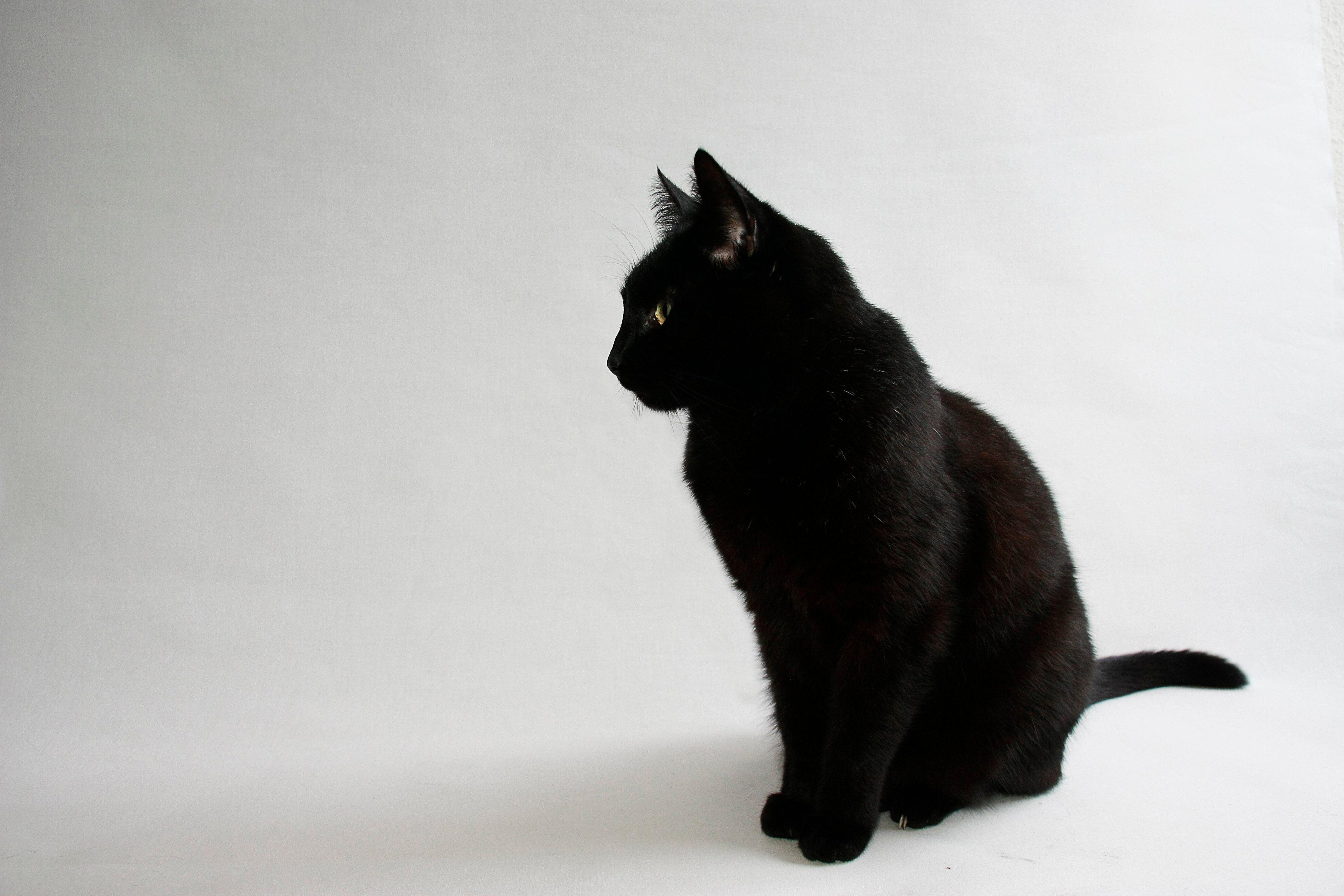 4272x2848 Black Cat Desktop Wallpaper .