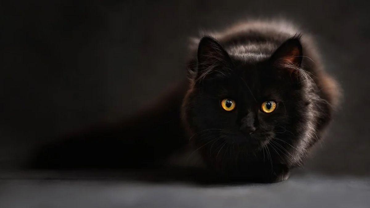 1200x675 National Black Cat Day 2020: These HD Photo and Wallpaper of Black Cats Will Inspire You to Adopt a Black Kitty