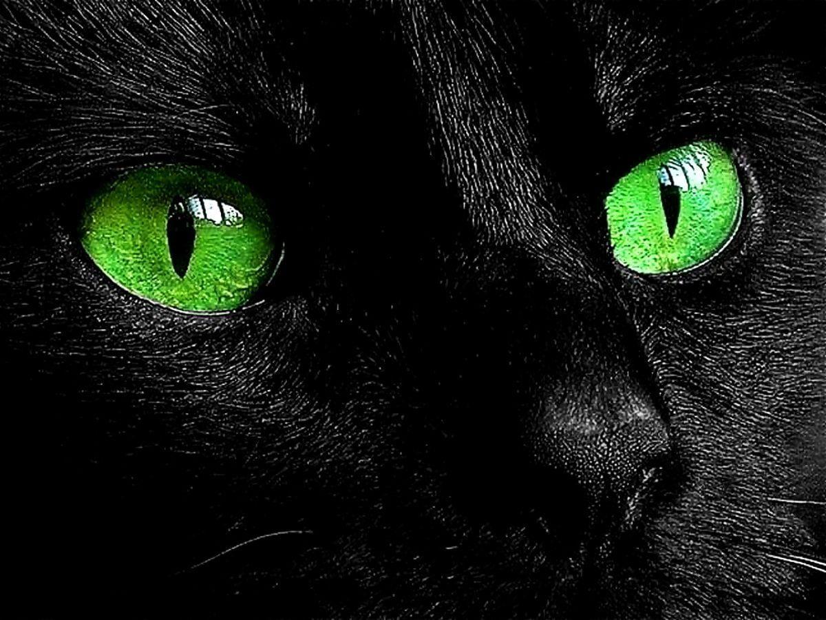 Black Cat Green Eyes Wallpapers Top Free Black Cat Green Eyes Backgrounds WallpaperAccess