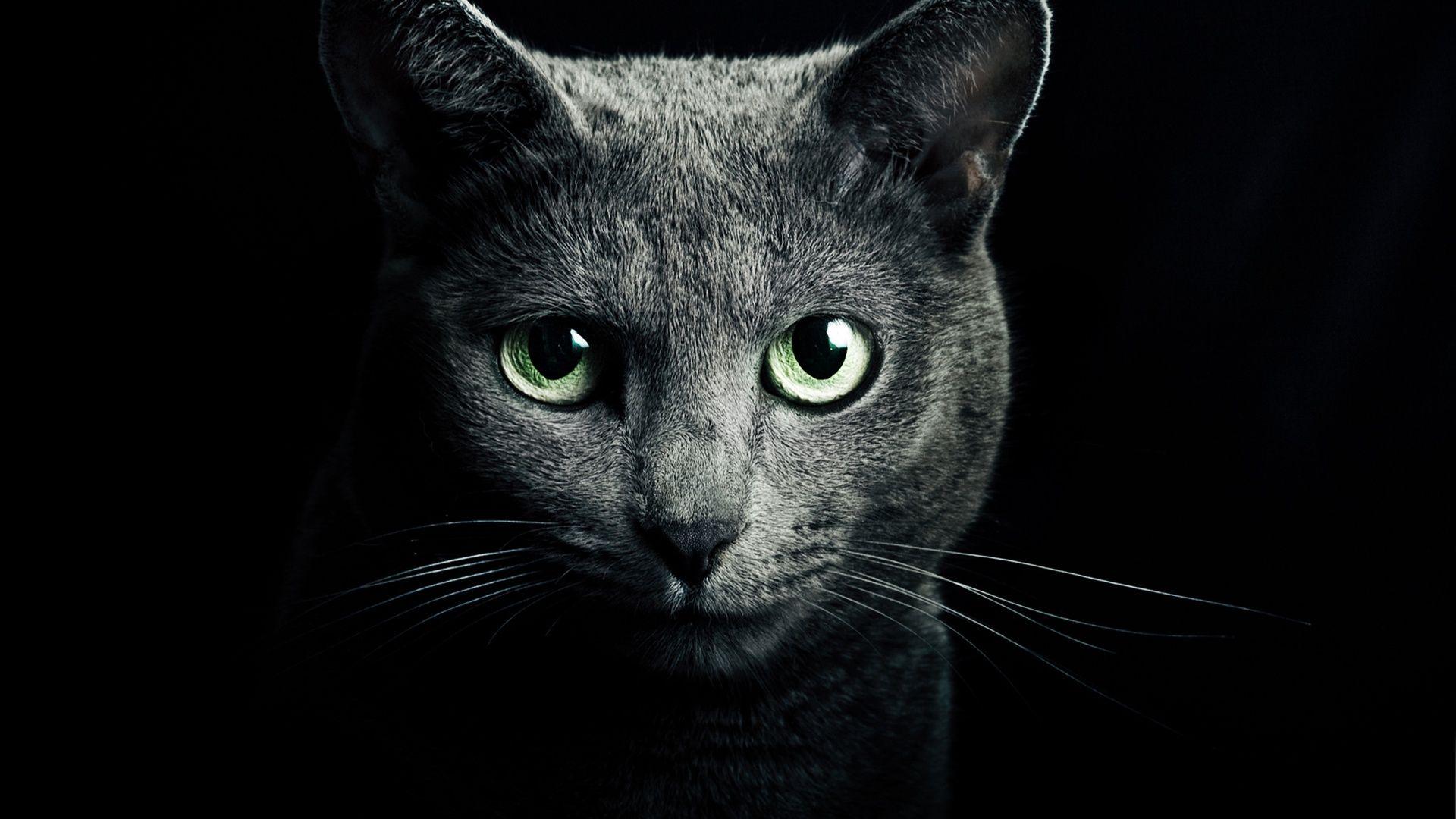 1920x1080 Free download Black cat green eyes black background Wallpaper Desktop Wallpaper [1920x1080] for your Desktop, Mobile & Tablet. Explore Black Cat Eyes Wallpaper. Cute Black Wallpaper, Black Cat Wallpaper
