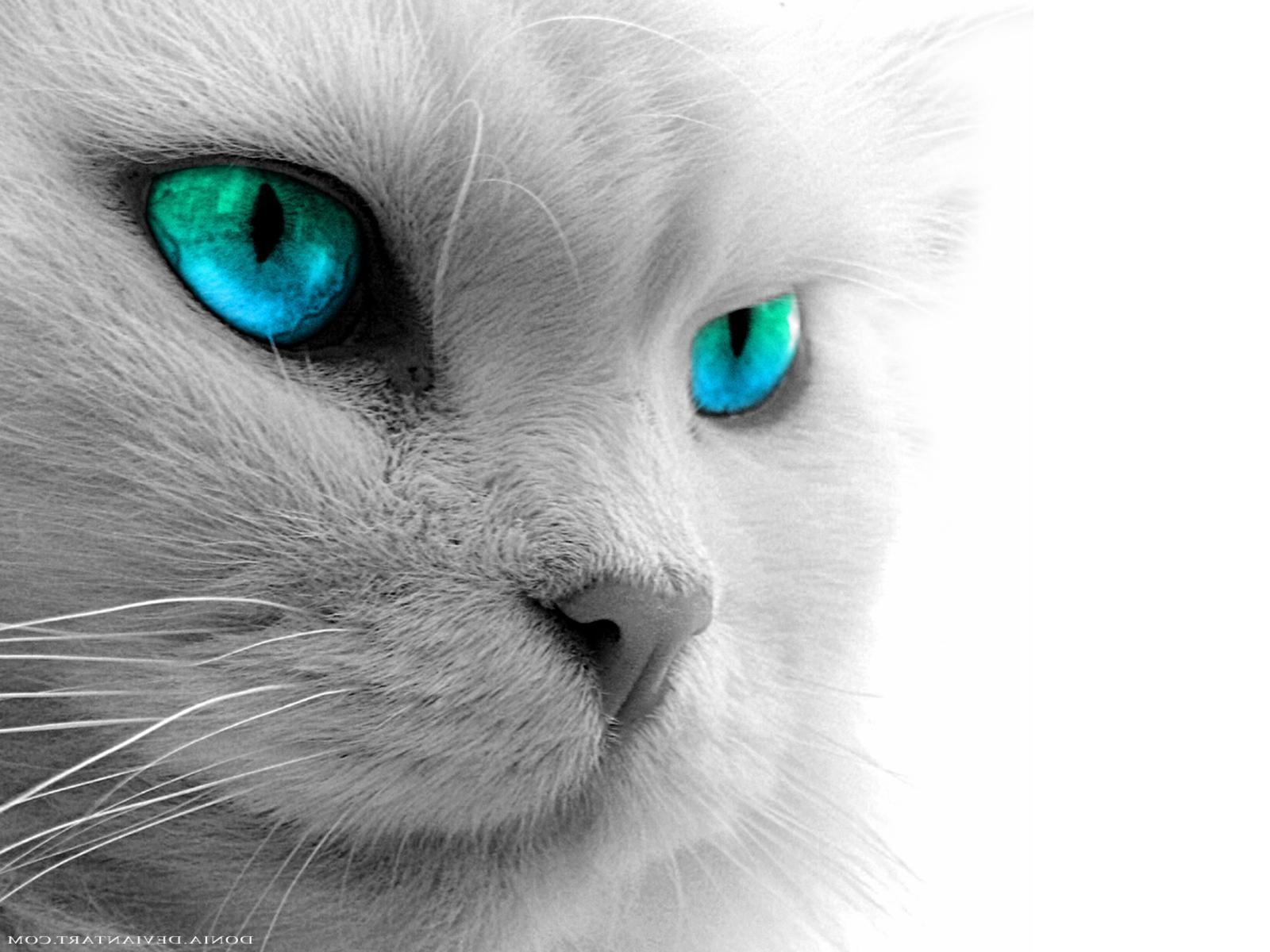 1600x1200 Black Cat Eyes Wallpaper Blue Cat Eyes Yellow Cat Eye Black Cat Eye HD Wallpaper