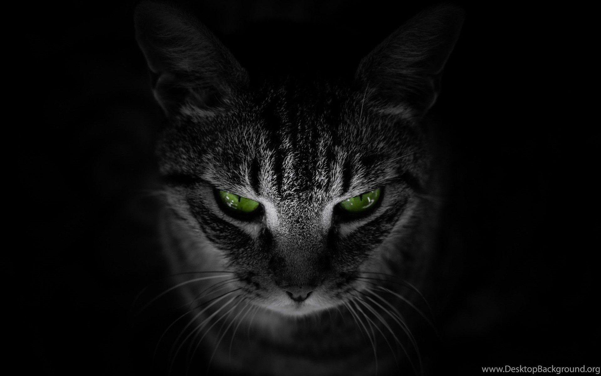 1920x1200 Black and White Cat with Green Eyes .