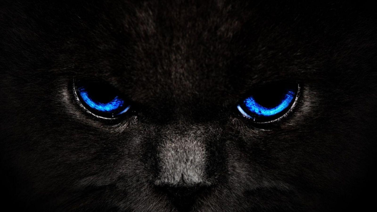 1600x900 Cat Blue Eyes Wallpaper