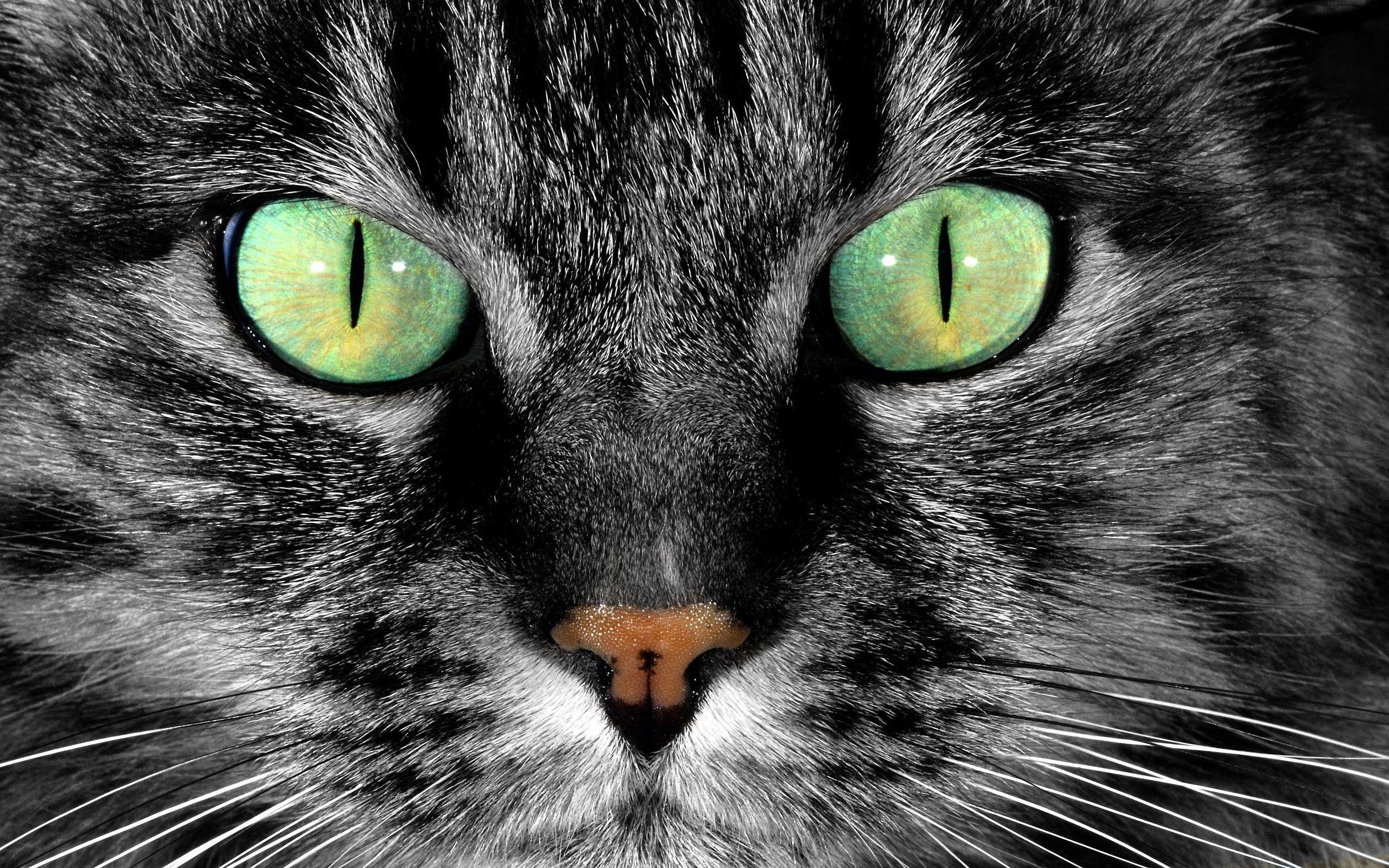 2560x1600 Cat green Eyes