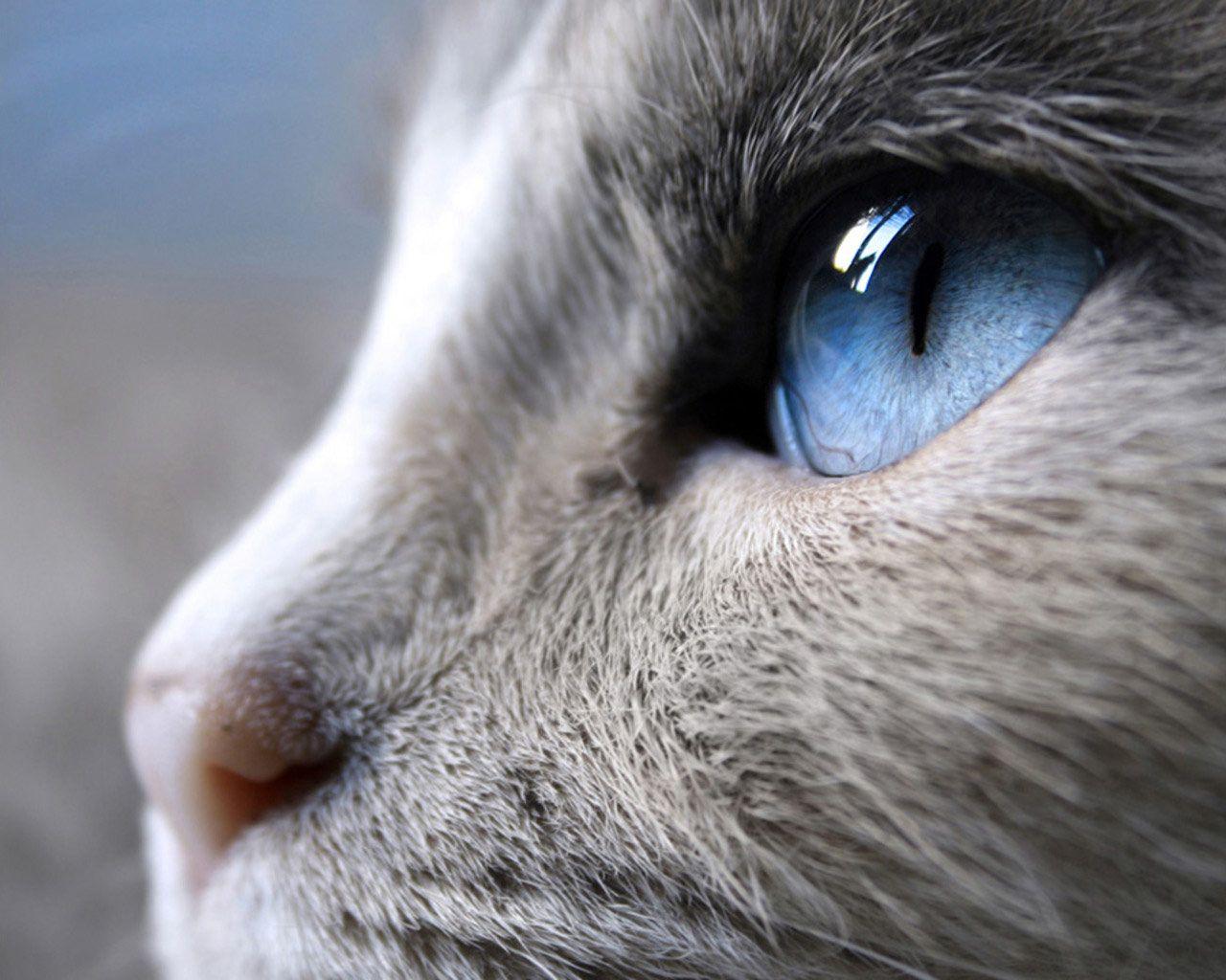 1280x1024 anime manga guys: Black Cat Eyes Wallpaper, Blue Cat Eyes, Yellow Cat Eyes, Green & Red Cats Eyes Wallpaper for Desktop