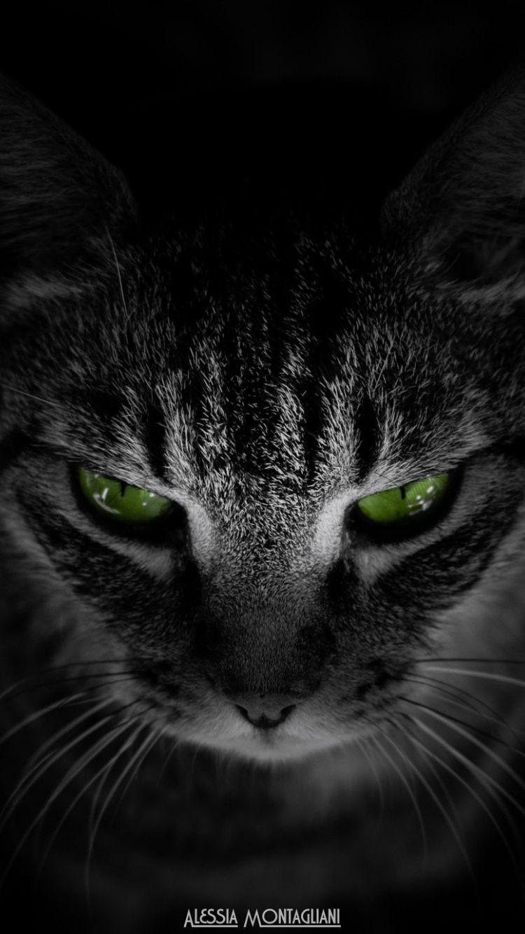 Black Cat Green Eyes Wallpapers - Top Free Black Cat Green Eyes ...