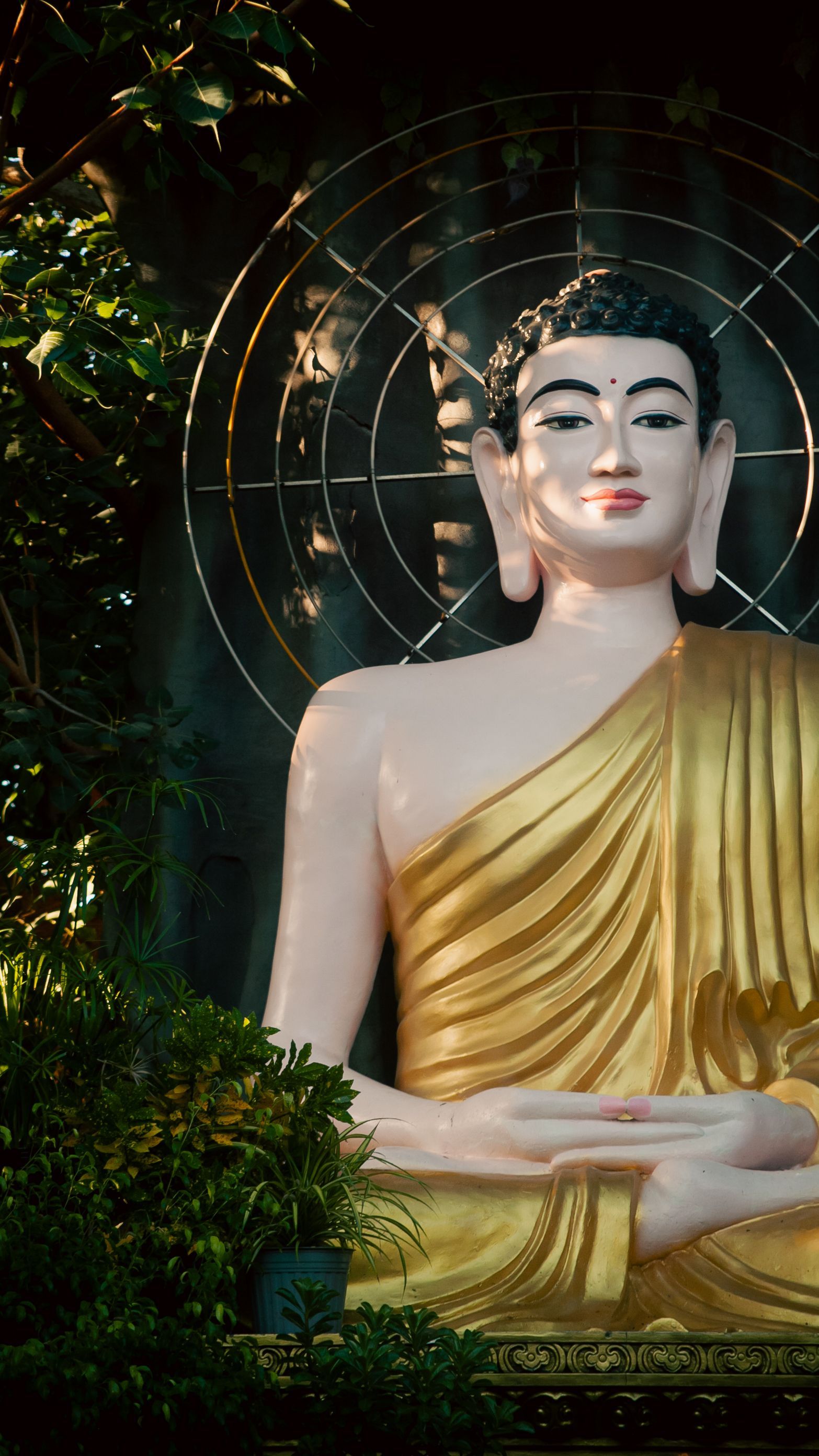 1566x2784 Buddhist Monk Meditating Before Buddha Statue · Free