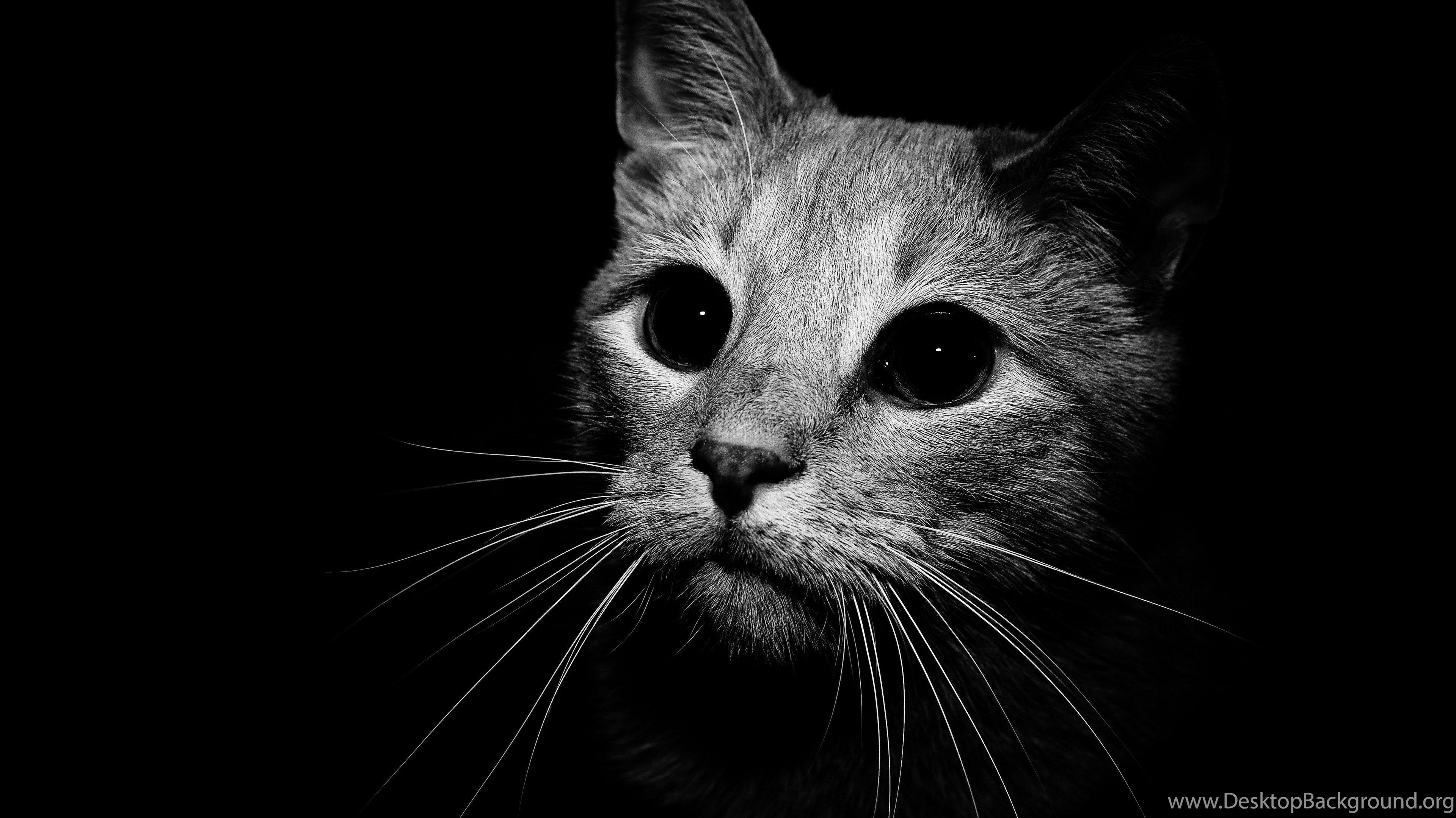 3840x2160 Black Cat With Green Eyes Wallpaper Desktop Background