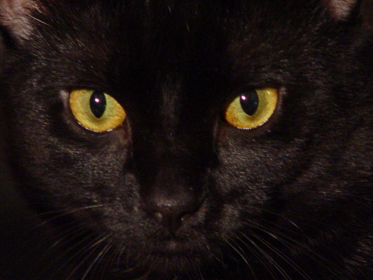 1280x960 Cats Types: Black Cat Green Eyes Breed