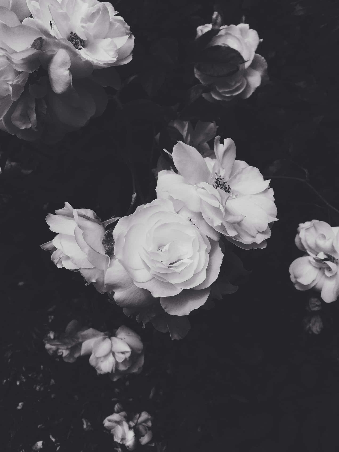 1440x1920 Monochrome Aesthetic Wallpaper