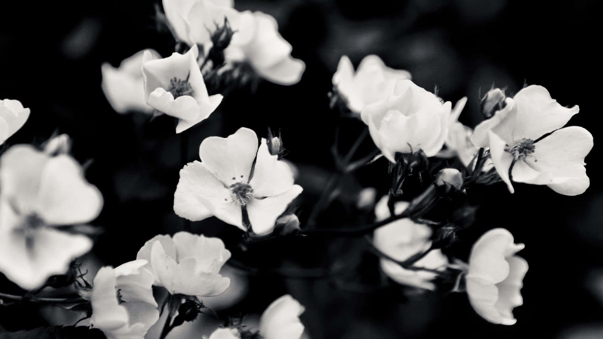 1920x1079 Cool Black And White Aesthetic Wallpaper