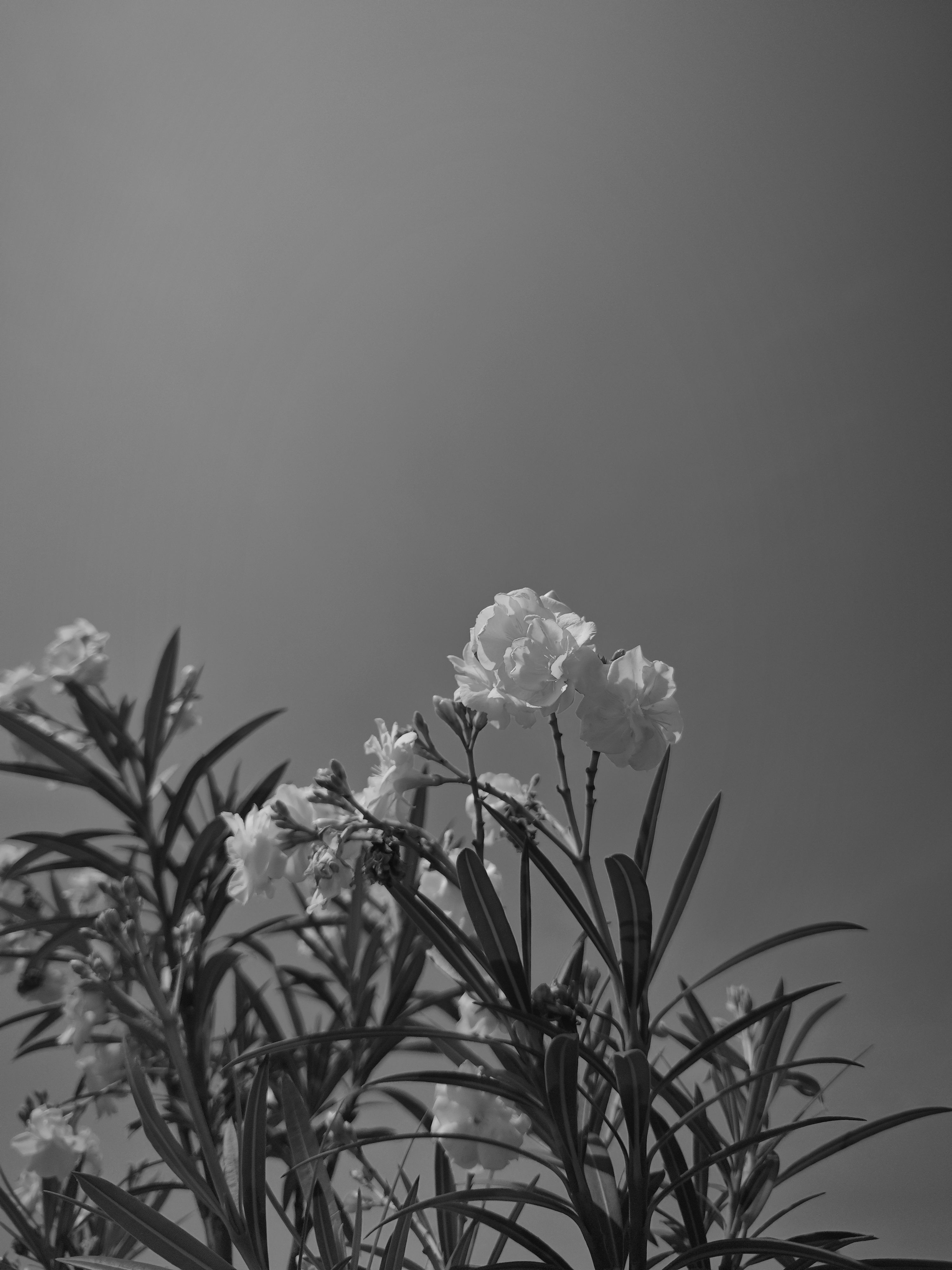 3000x4000 White Aesthetic Wallpaper Picture. Download Free Image
