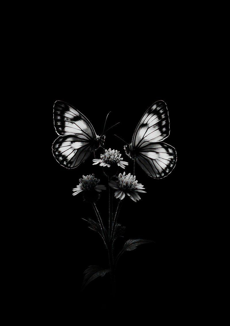 800x1131 Elegant monochrome butterflies darkness mobile