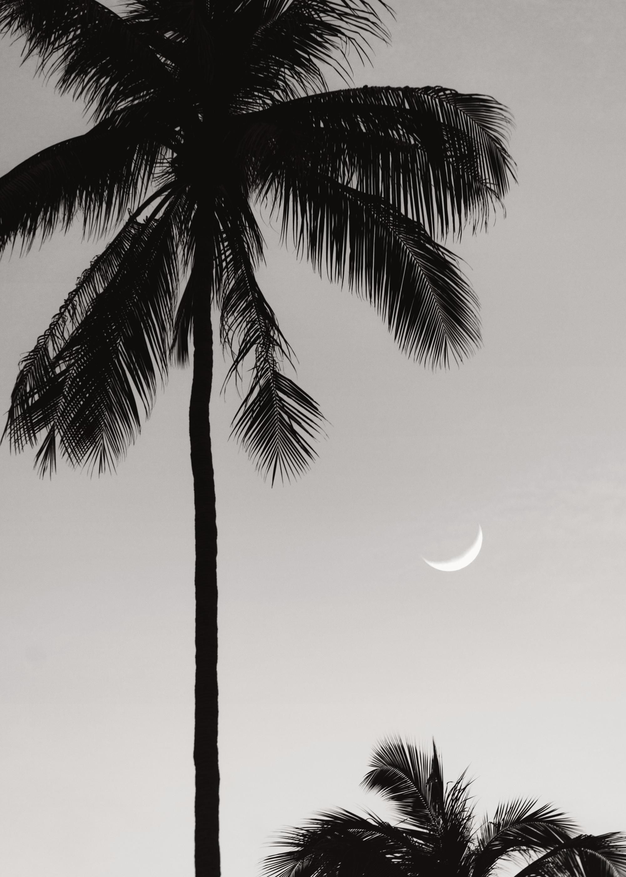 2000x2800 Moonlit Palms Print