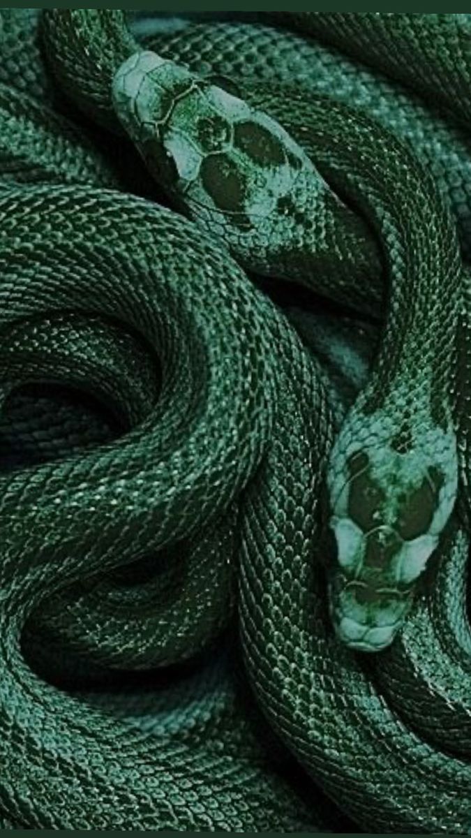 675x1200 Slytherin Aesthetic: Dark Green Snake Wallpaper. Harry potter photo wall, Dark academia aesthetic wallpaper, Slytherin wallpaper
