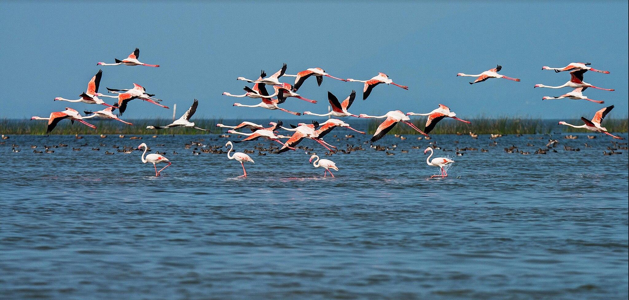 2048x976 Chilika Lake Bird Sanctuary in Odisha