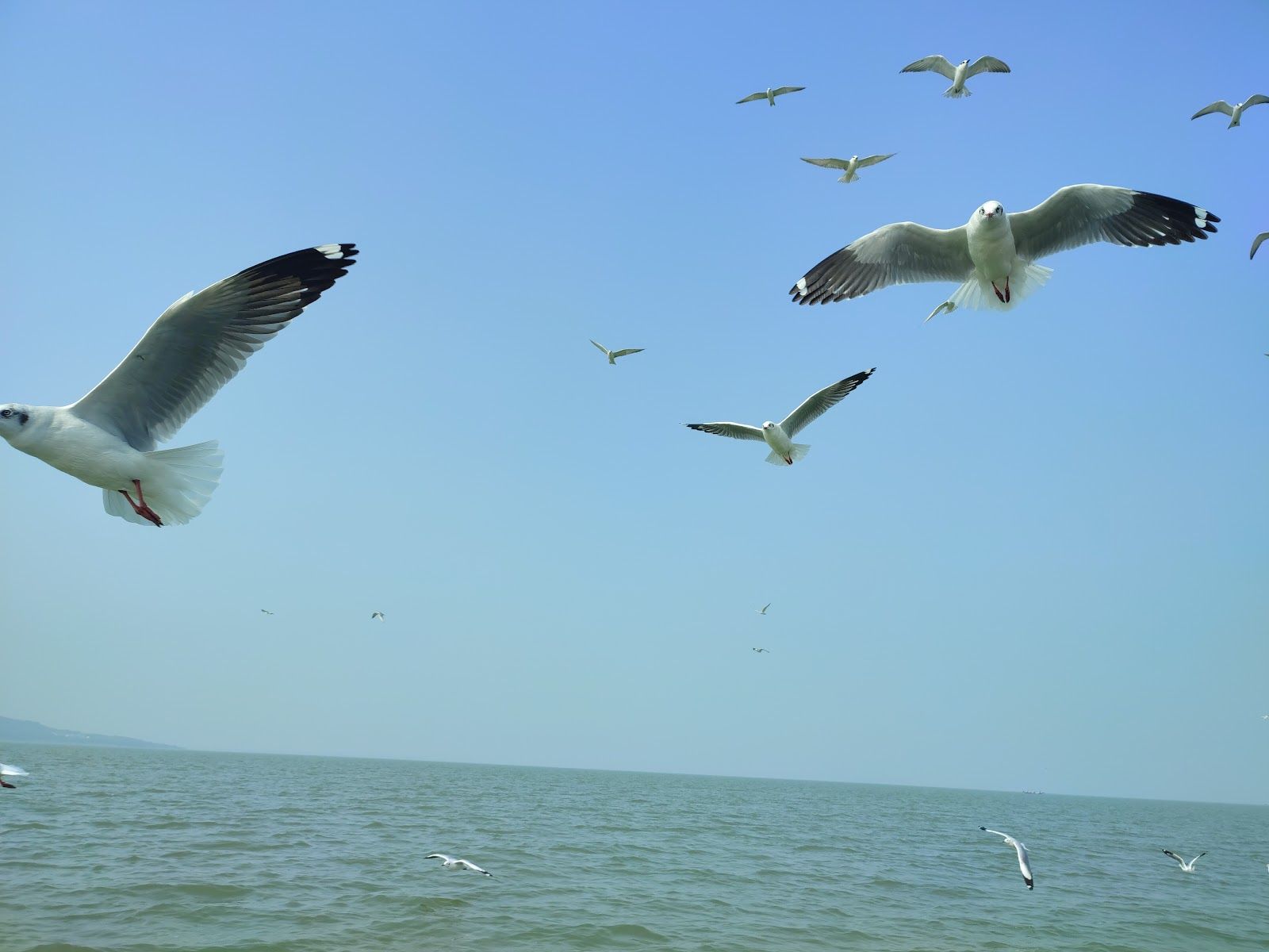 1600x1200 Chilika Lake. Timings, History & Visitor Guide