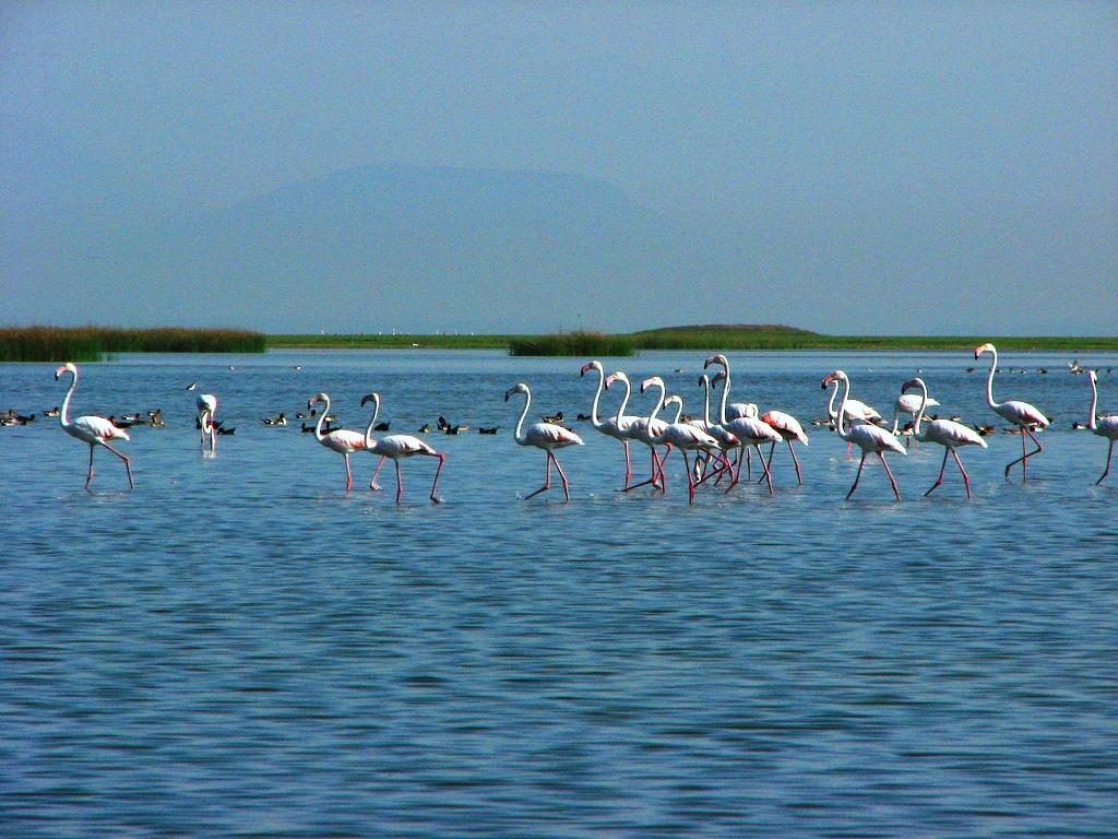 1024x768 Chilika Lake Odisha