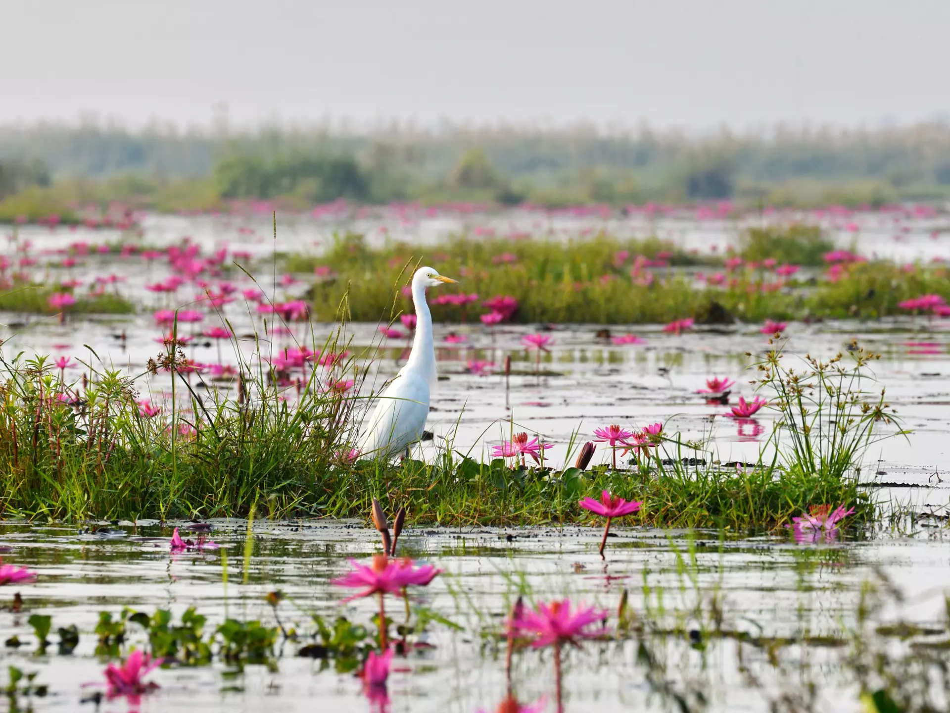 1920x1440 Odisha's Chilika Lake is an ecotourism hotbed