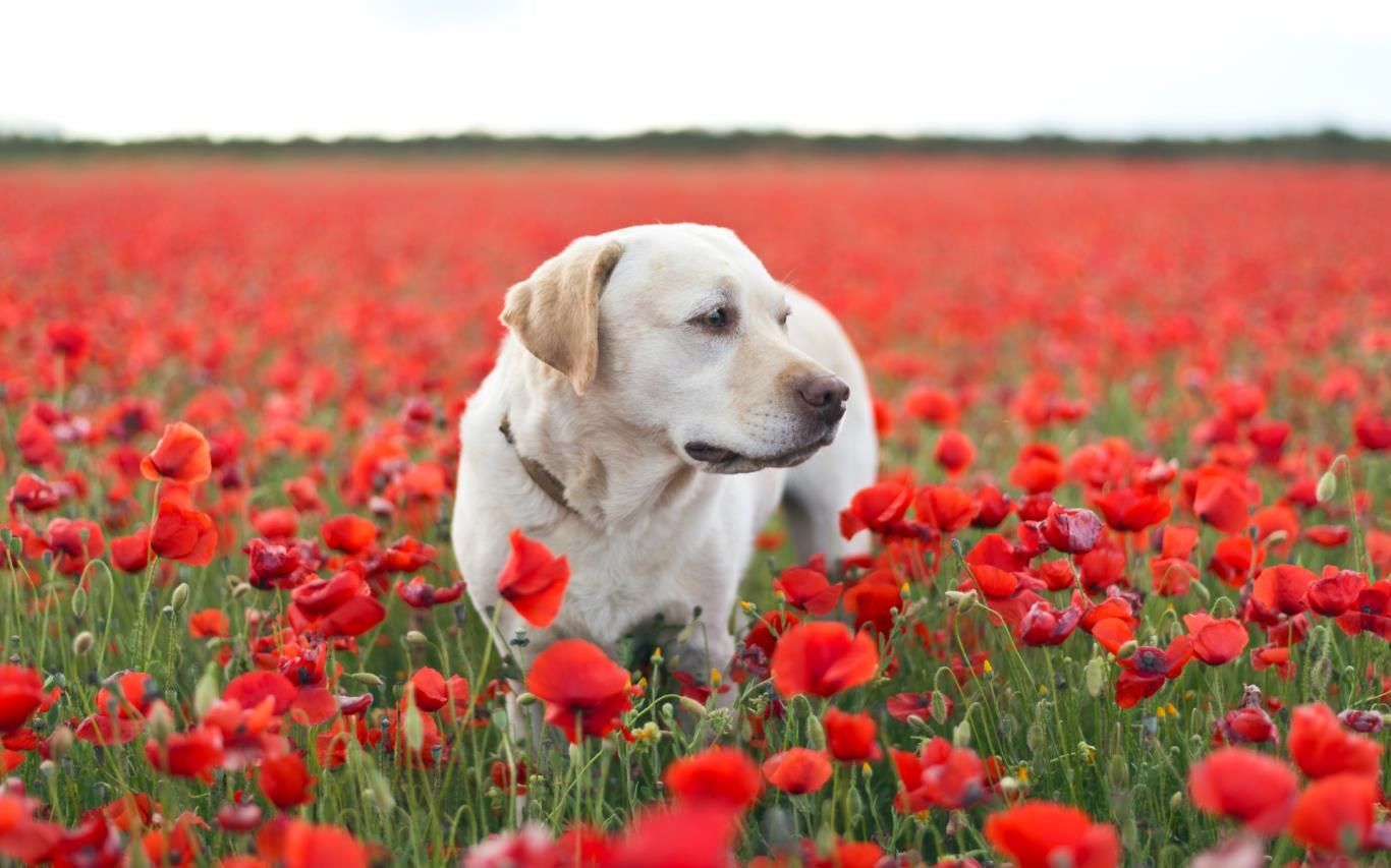 1366x853 Dog Days download and install on Windows