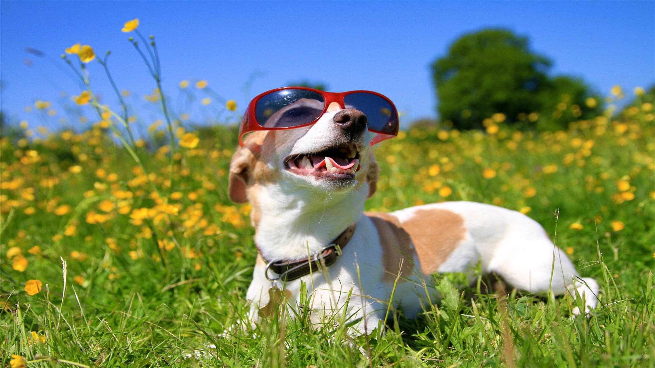 2276x1280 Dogs in Shades download and install on Windows