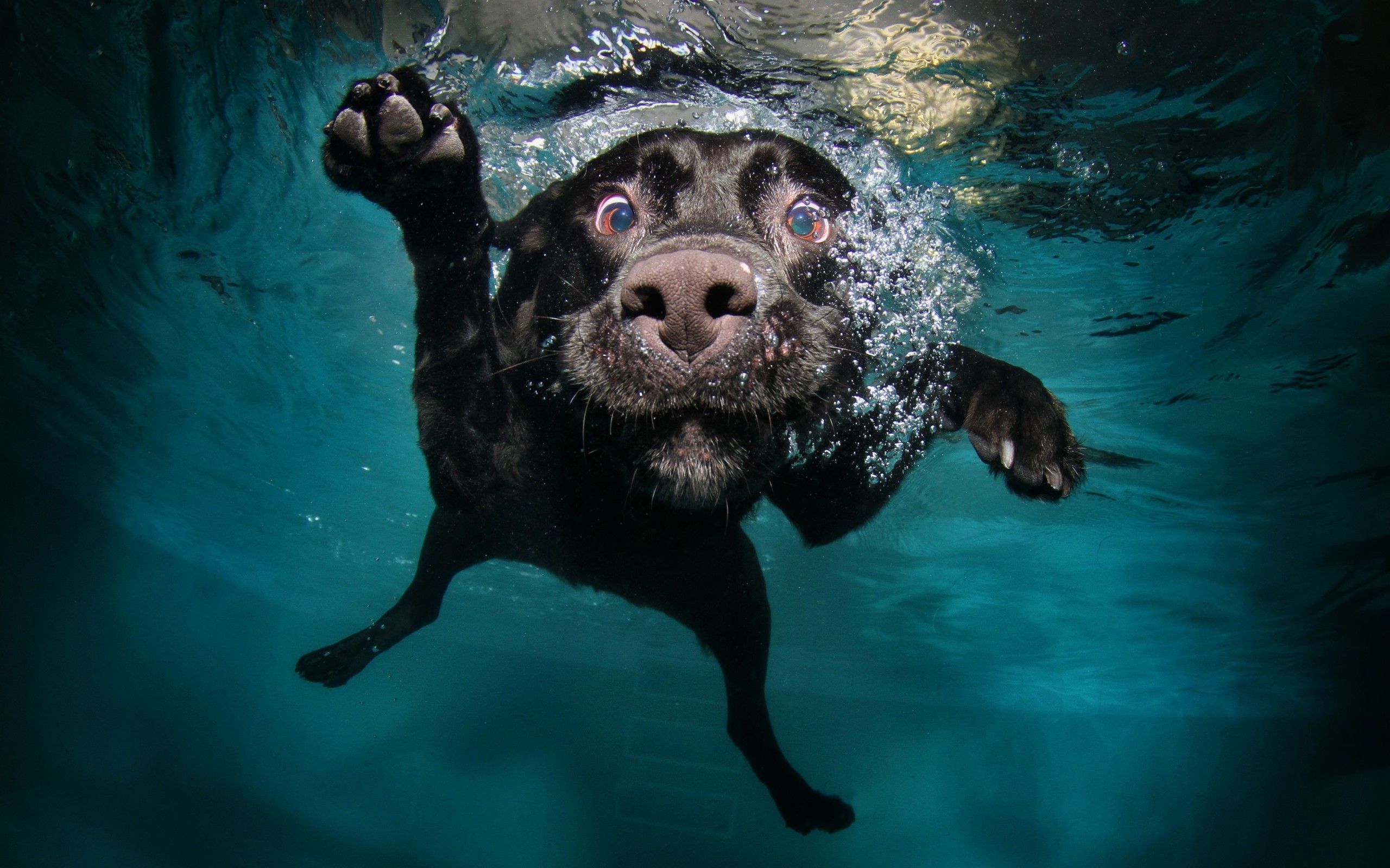2560x1600 Desktop wallpaper: Dog, Animal, Labrador, Underwater, Water 4K free download for PC. 1481692