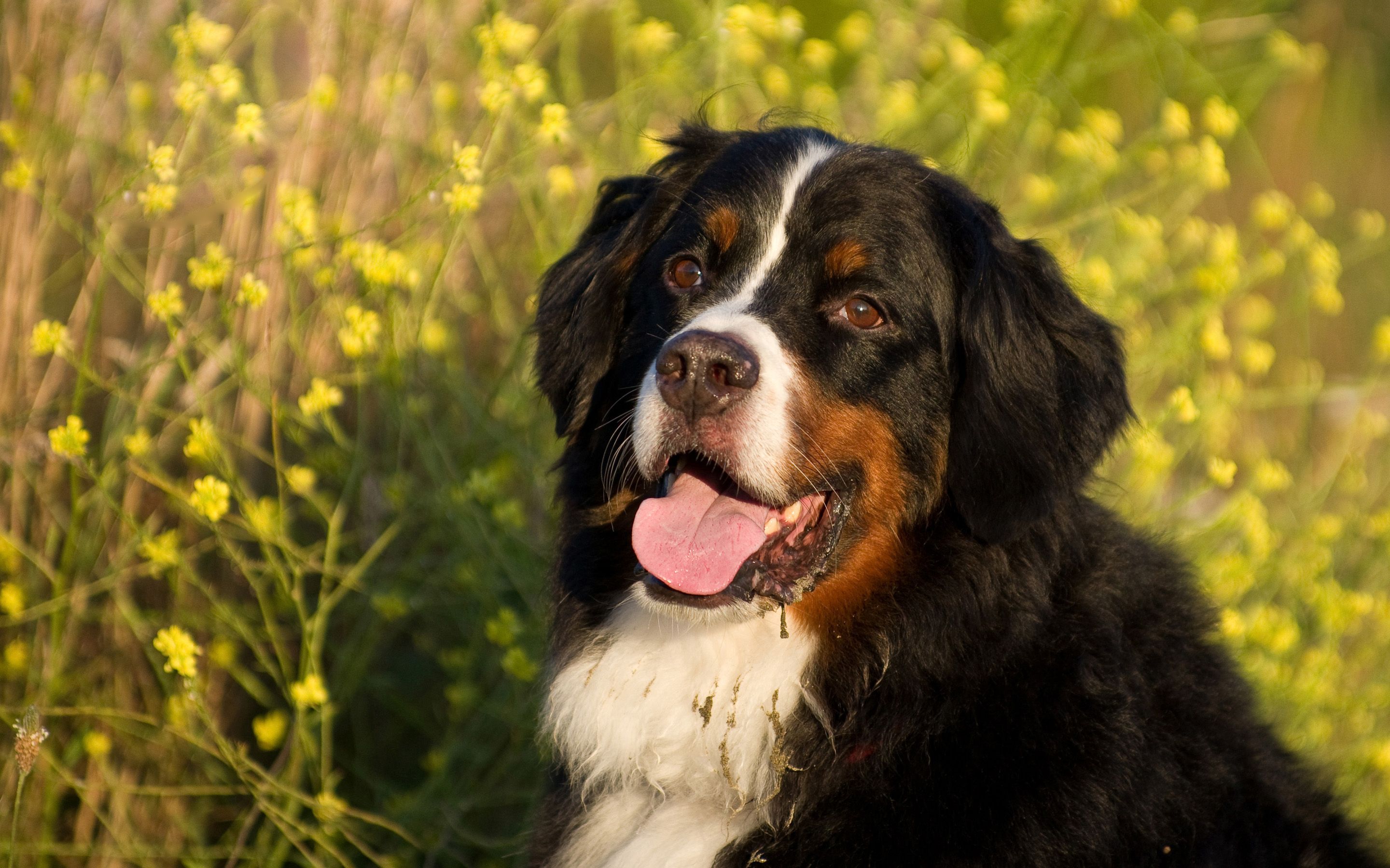2880x1800 Desktop wallpaper: Bernese Mountain Dog, Animal, Dogs 4K free download for PC. 301474