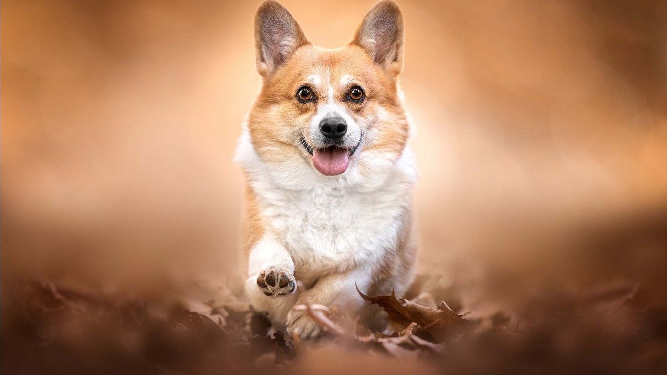 1366x768 Light Brown White Corgi Dog With Tongue Out Is Running On Dry Leaves In Blur Background HD Dog Wallpaper