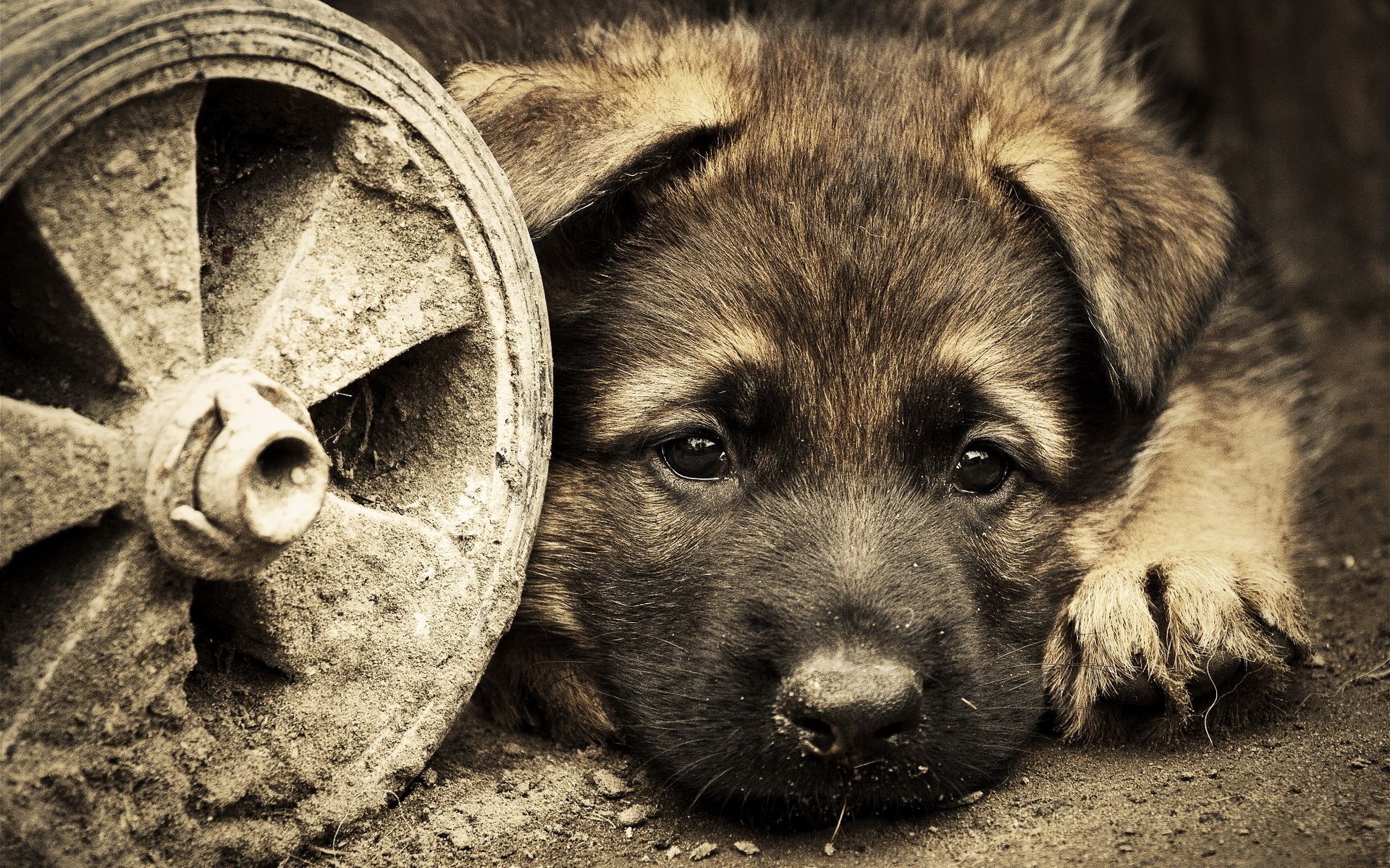 1920x1200 HD Wallpaper: Pensive Pup by the Rusted Wheelx1200