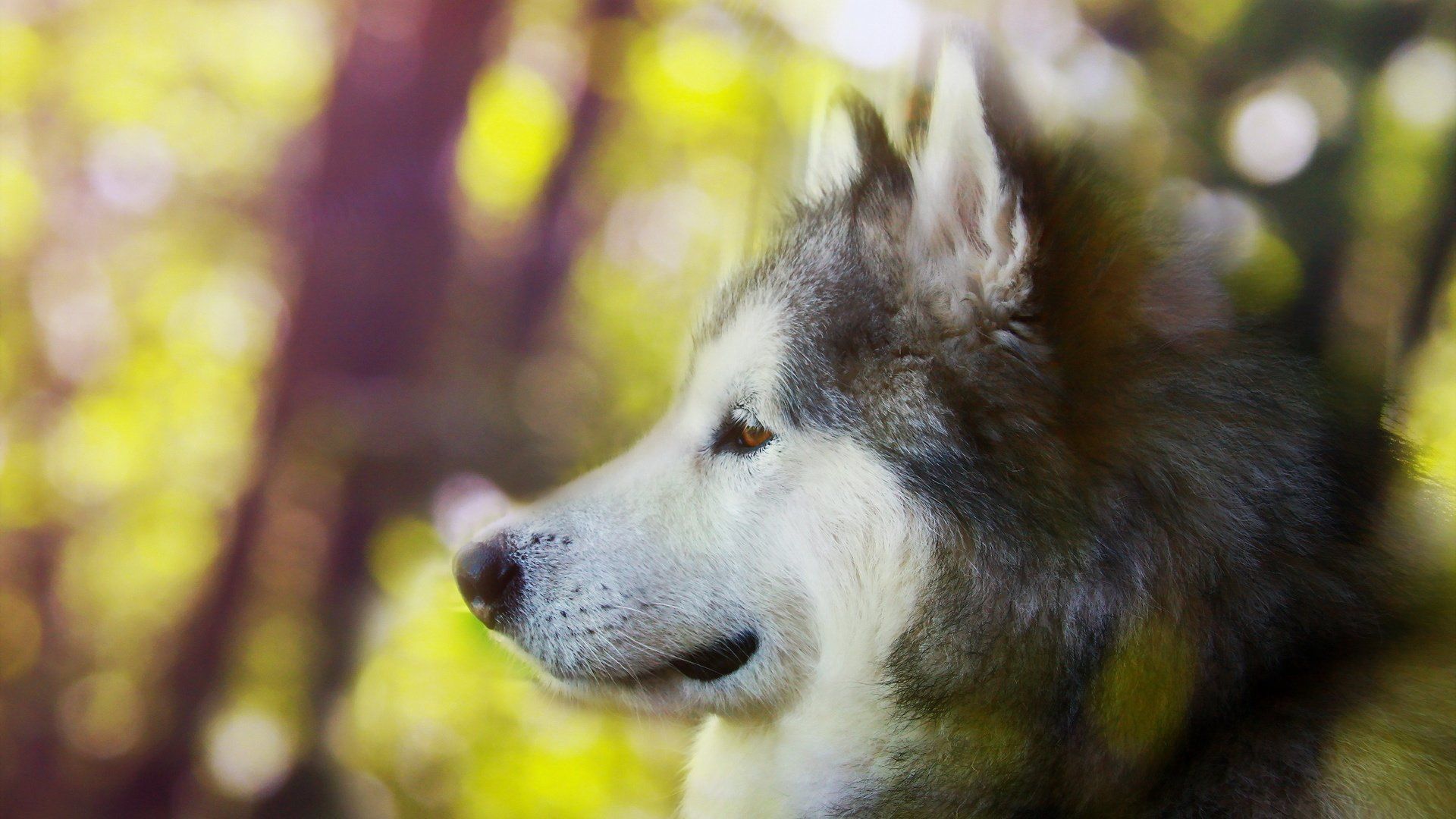 1920x1080 dog, Animal, Friendly, Puppy, Cute, Dogs Wallpaper HD / Desktop and Mobile Background