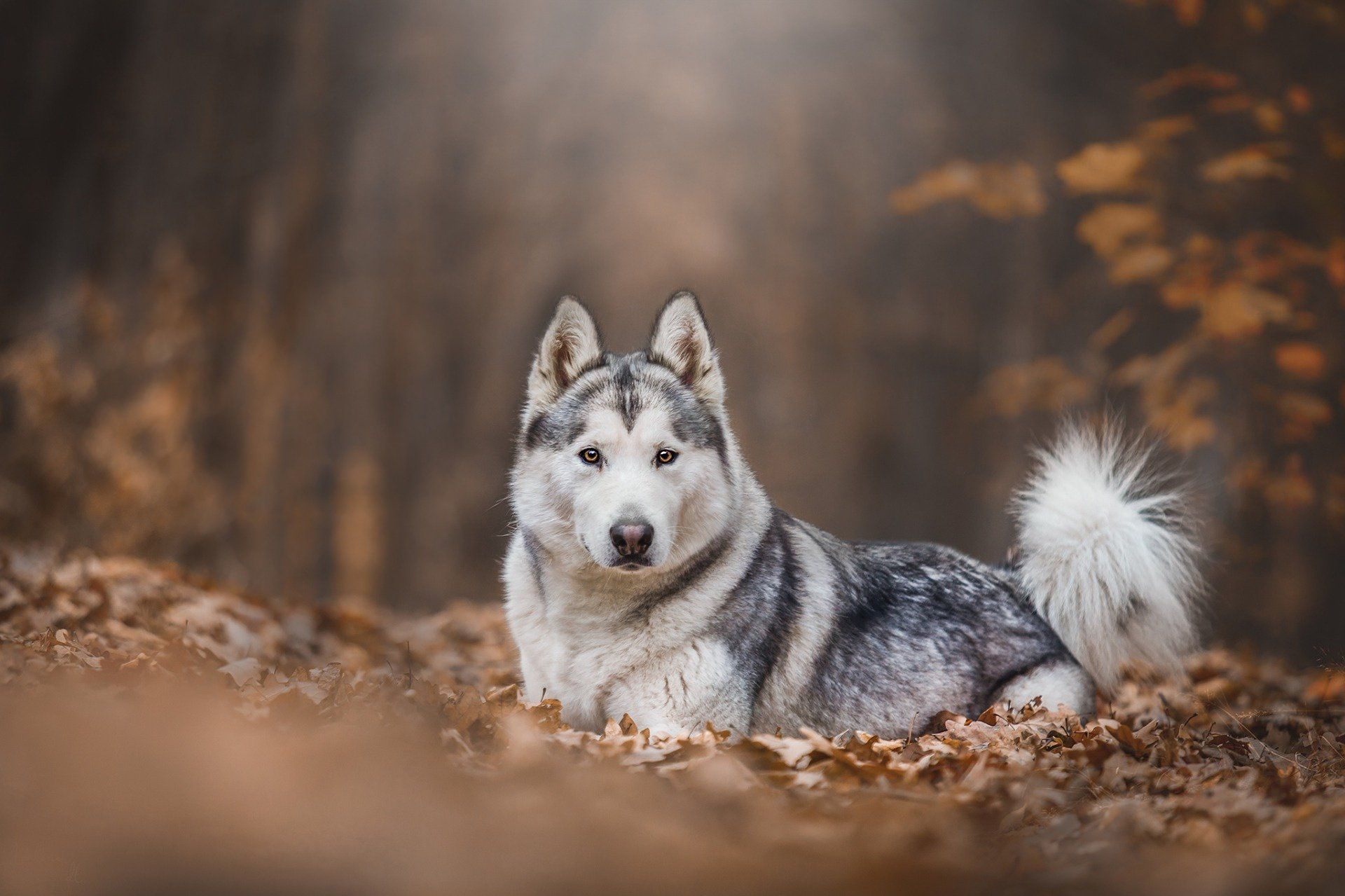 1920x1279 Download Fall Depth Of Field Dog Animal Husky HD Wallpaperx1279