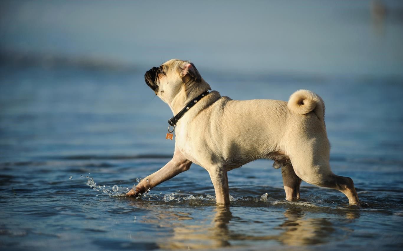 1366x853 Lovable Pugs download and install on Windows