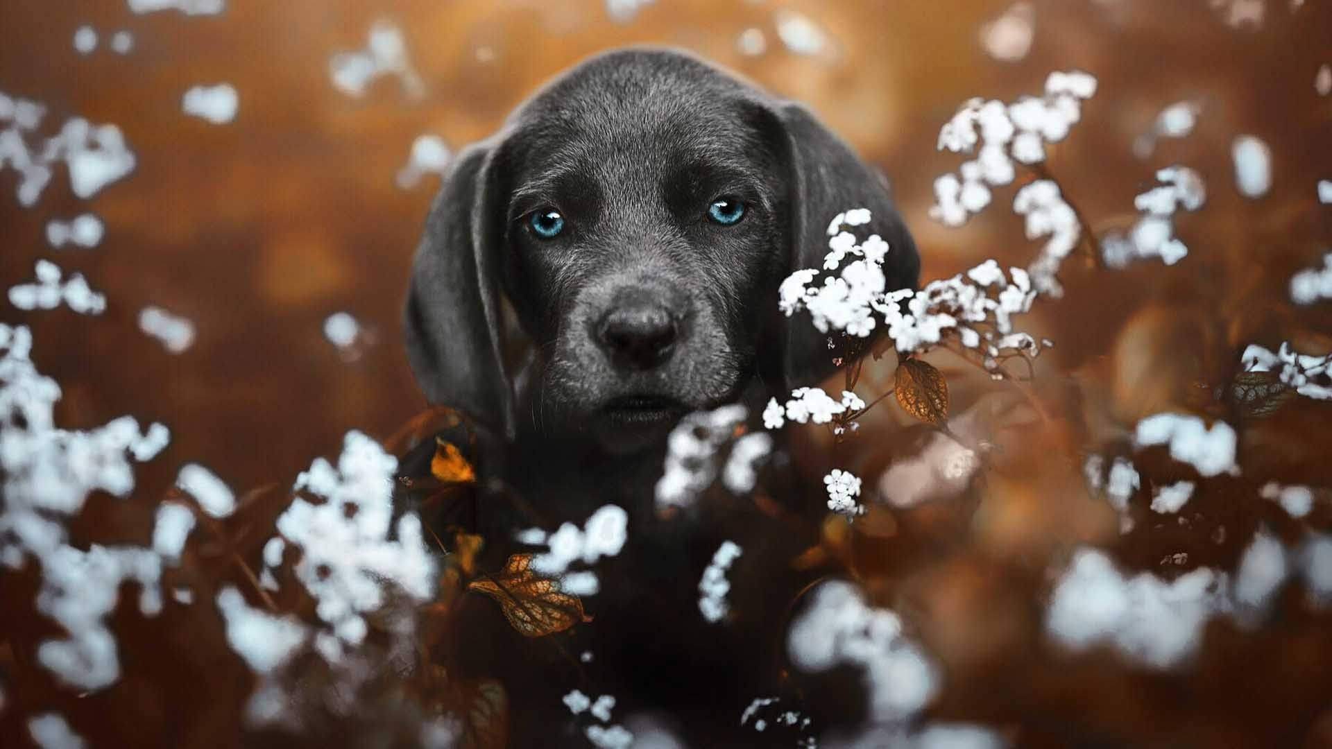 1920x1080 Blue Eyes Black Weimaraner Dog Is Standing In White Flowers Field In Blur Background HD Dog Wallpaper