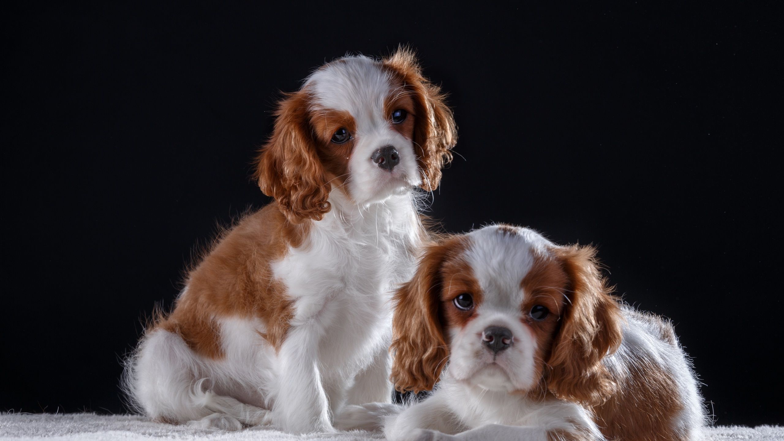 2560x1440 Wallpaper Two cute puppies, furry dog, black background 3840x2160 UHD 4K Picture, Image