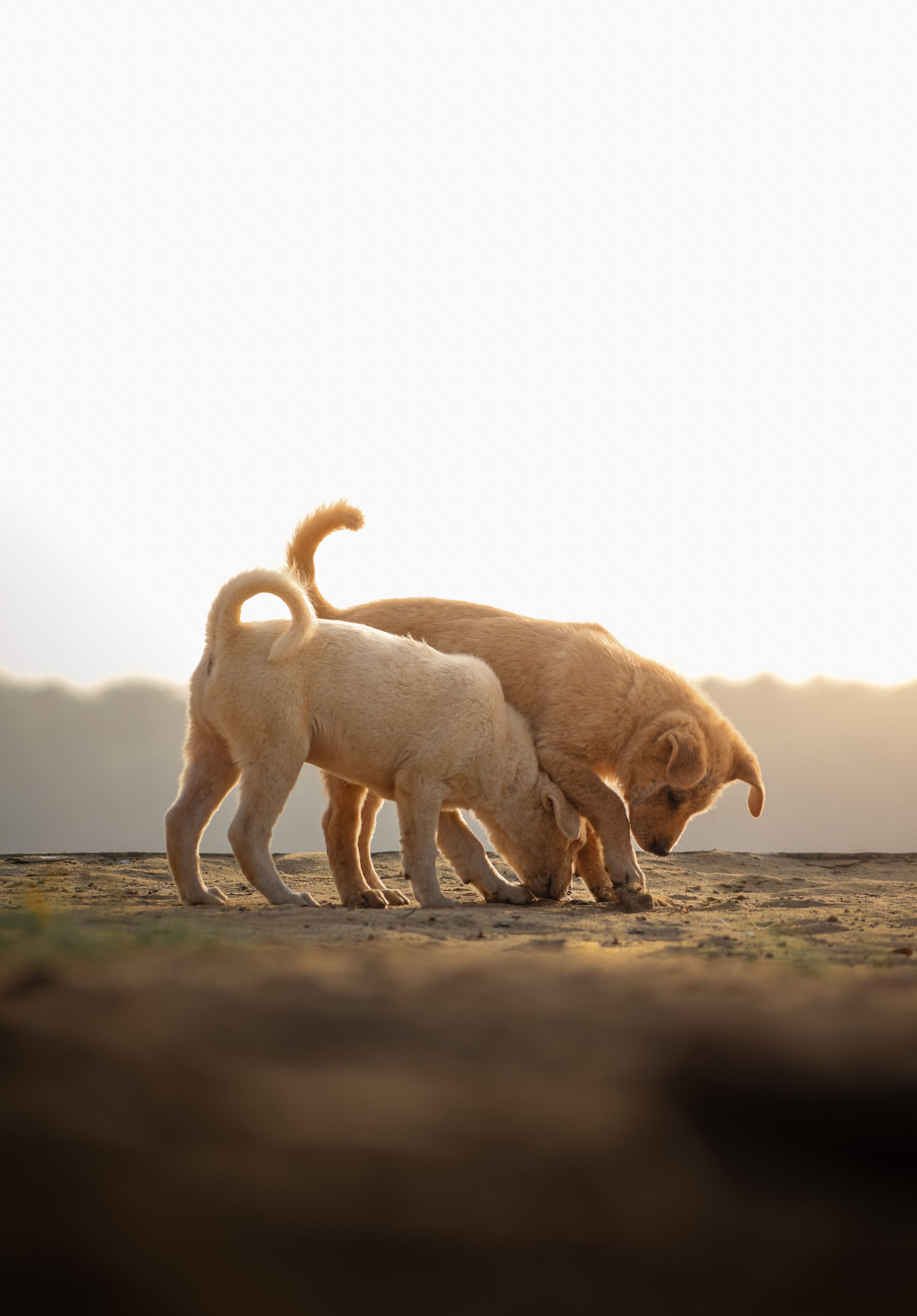 3946x5660 Dog Wallpaper Photo, Download The BEST Free Dog Wallpaper & HD Image