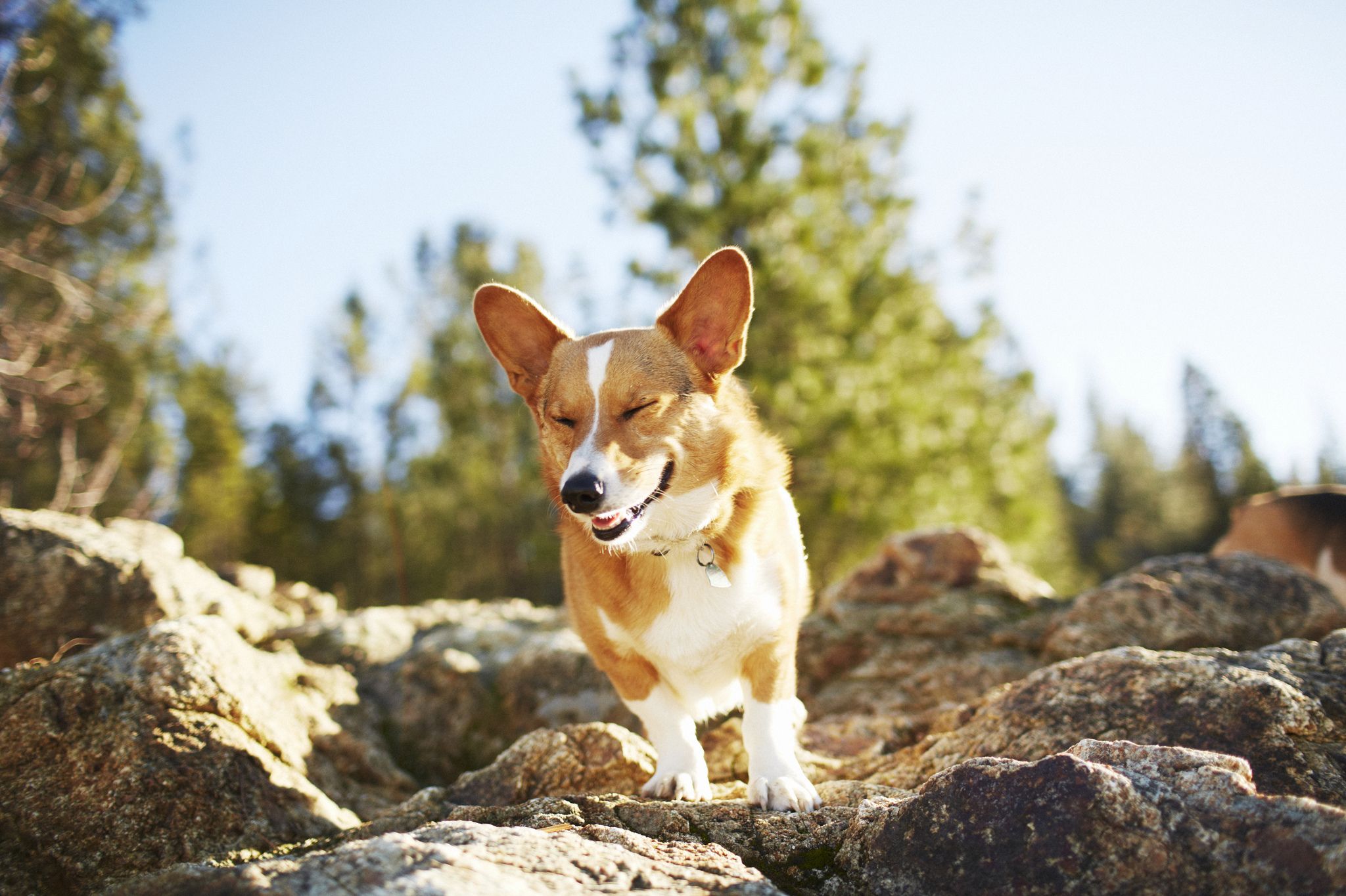 2048x1365 Download Dog Animal Corgi HD Wallpaperx1365