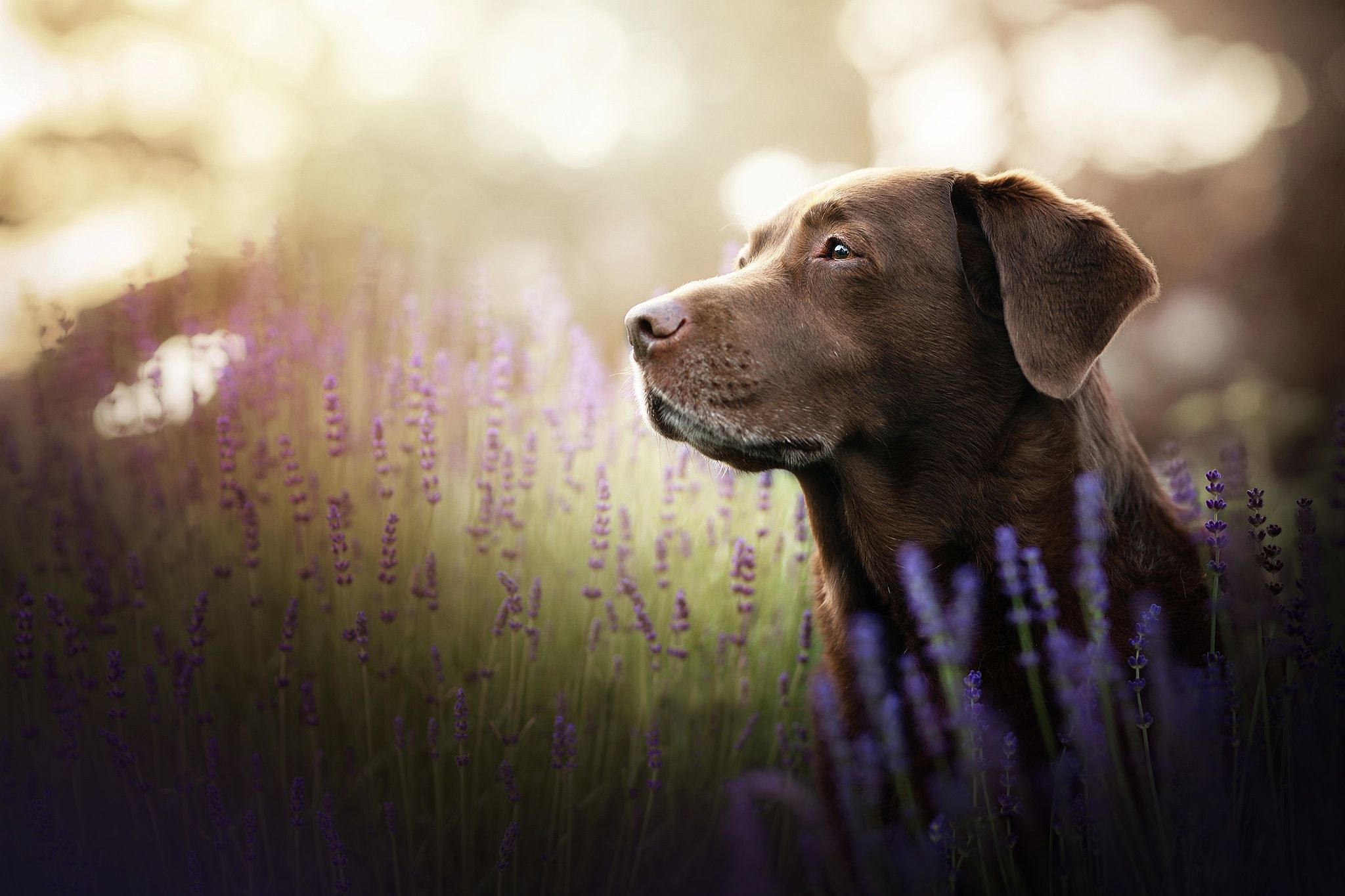 2048x1365 Download Dog Flower Animal Labrador Retriever HD Wallpaperx1365