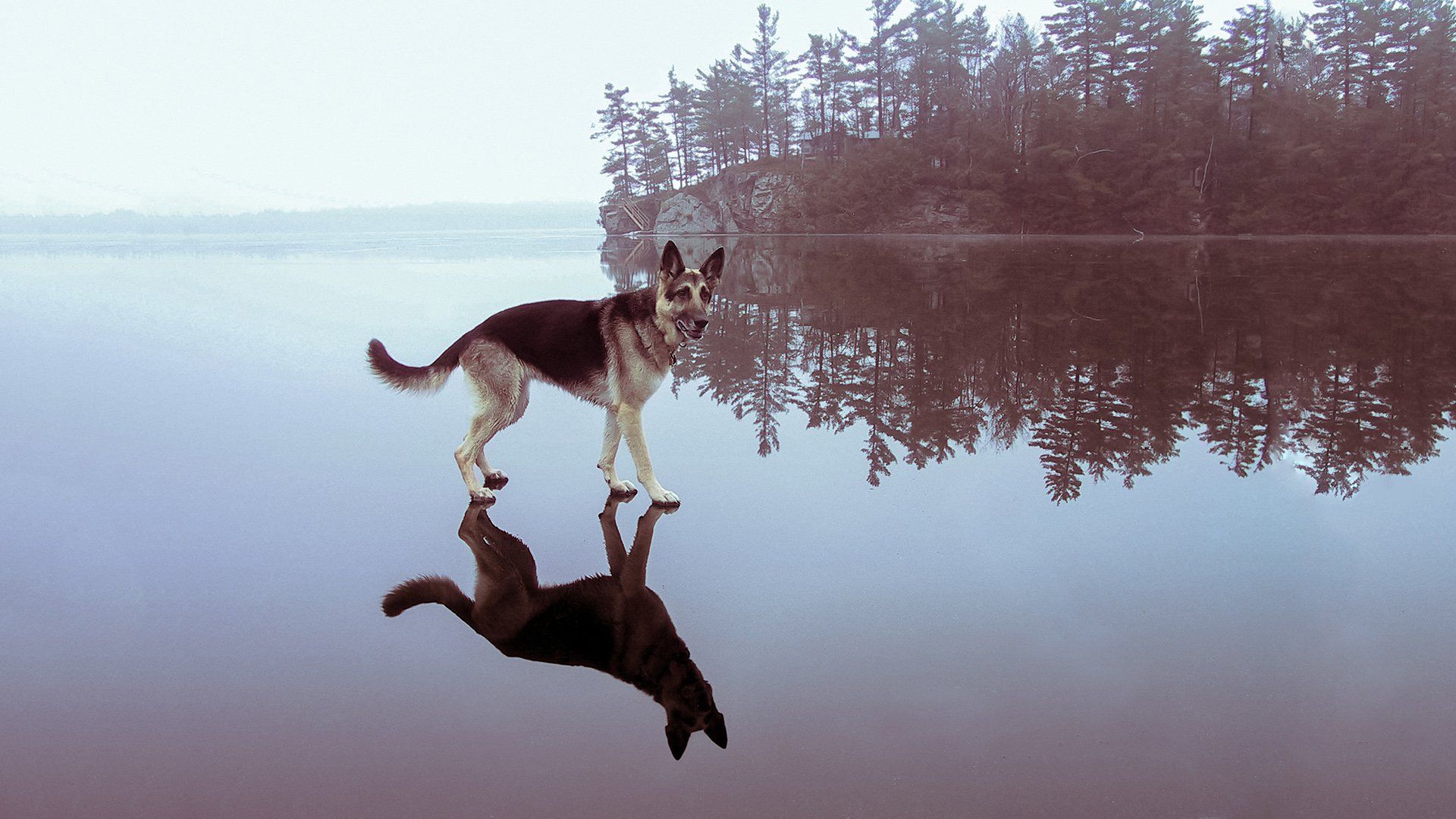 1920x1080 Majestic German Shepherd Reflections HD Animal Wallpaperx1080