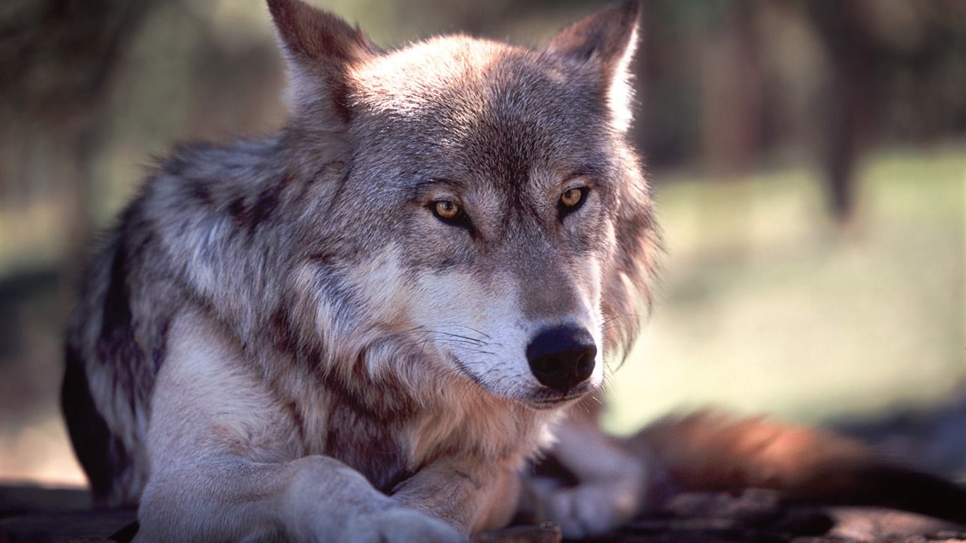 1366x768 The Rest Of The Wolf Windows Themes Wallpaper