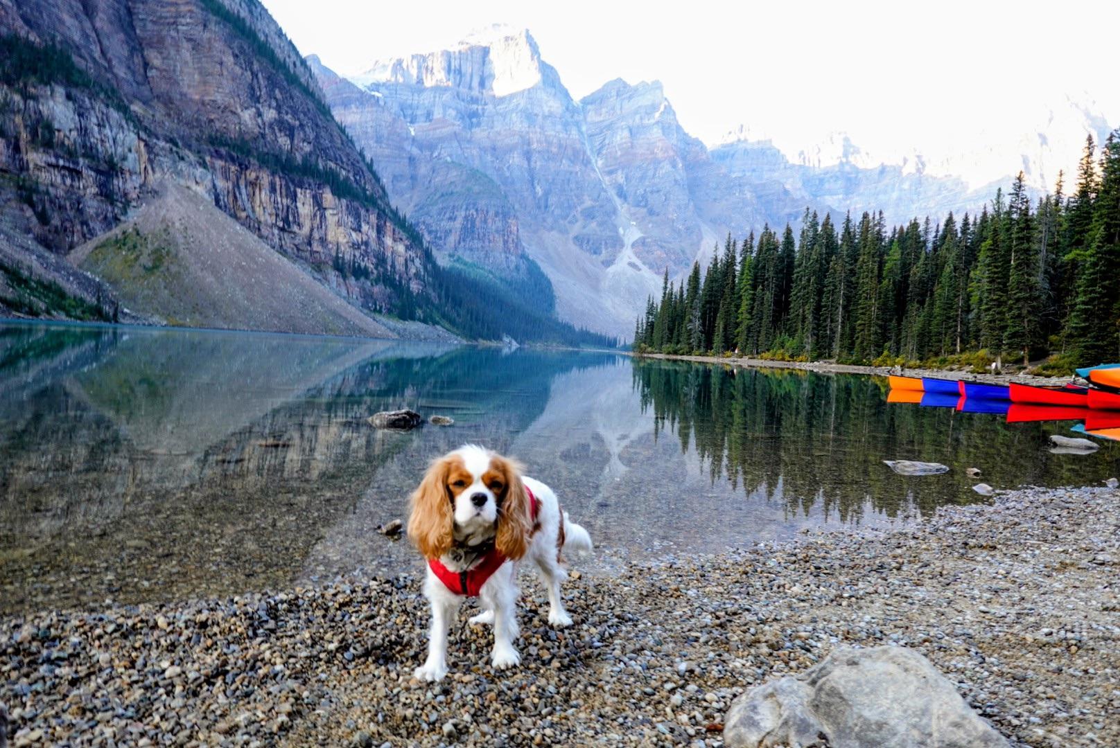 1616x1080 Moraine Lake with a Spaniel